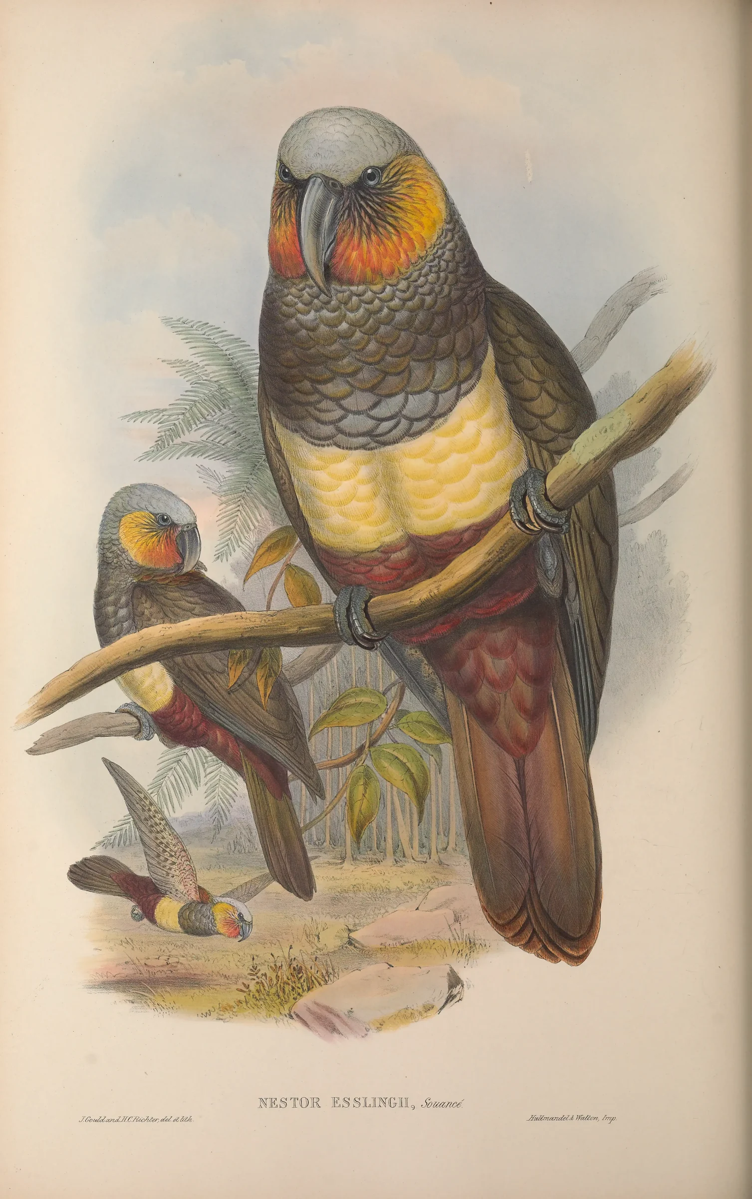 Historical bird plate: New Zealand Kaka