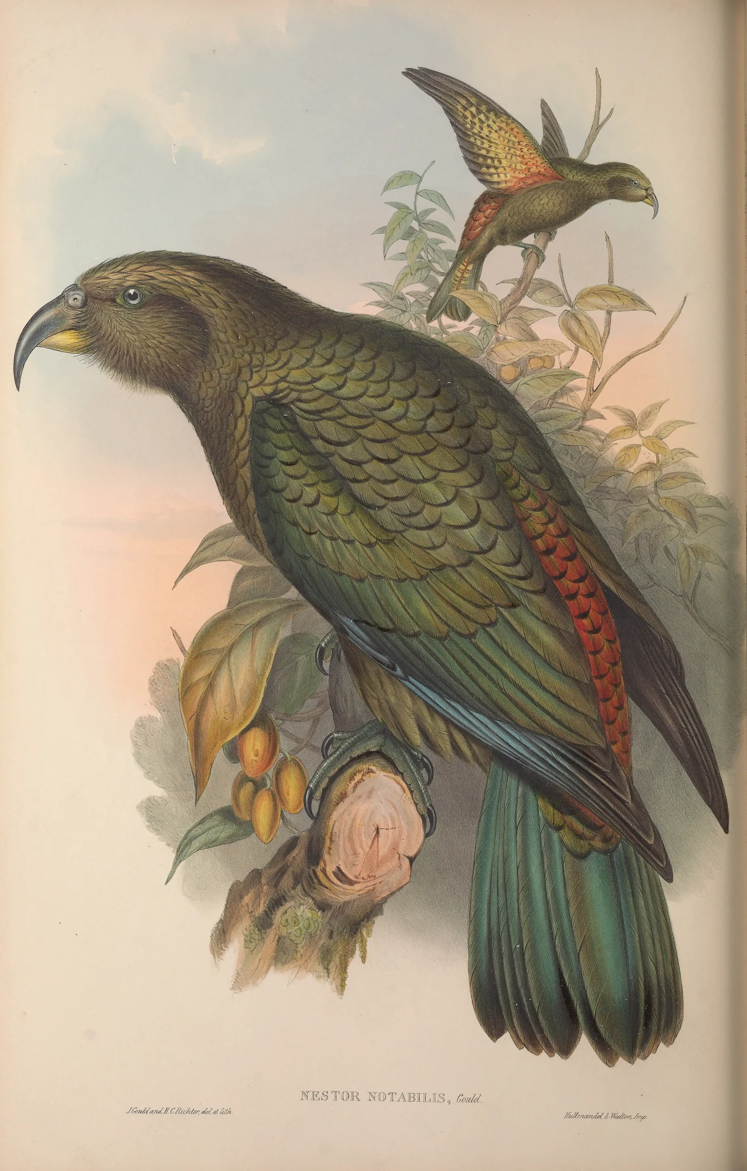 Historical bird plate: Kea
