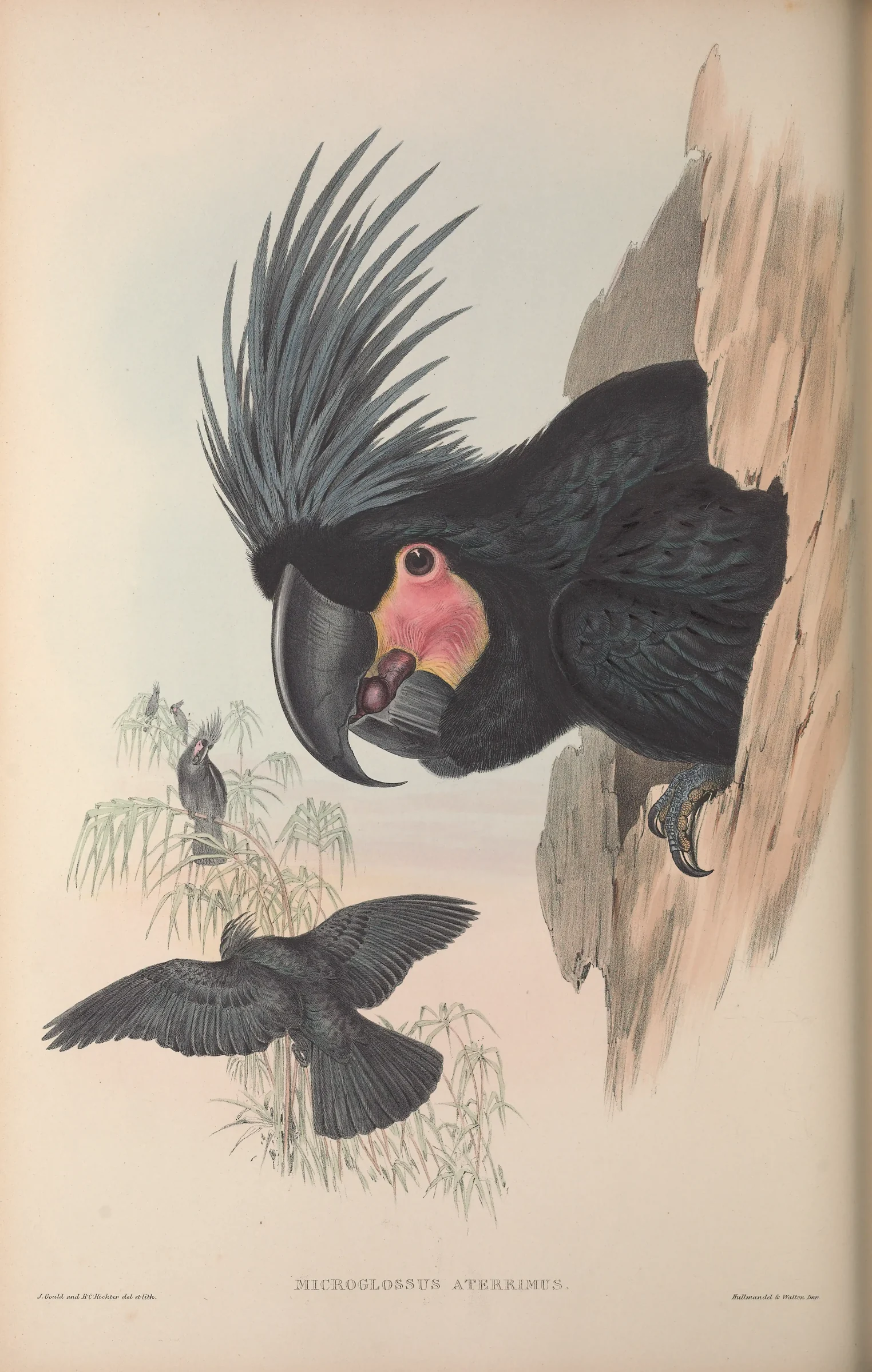 Historical bird plate: Palm Cockatoo