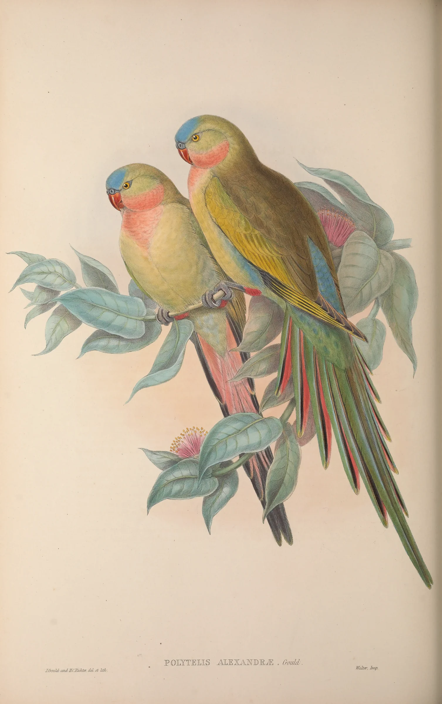 Historical bird plate: Princess Parrot