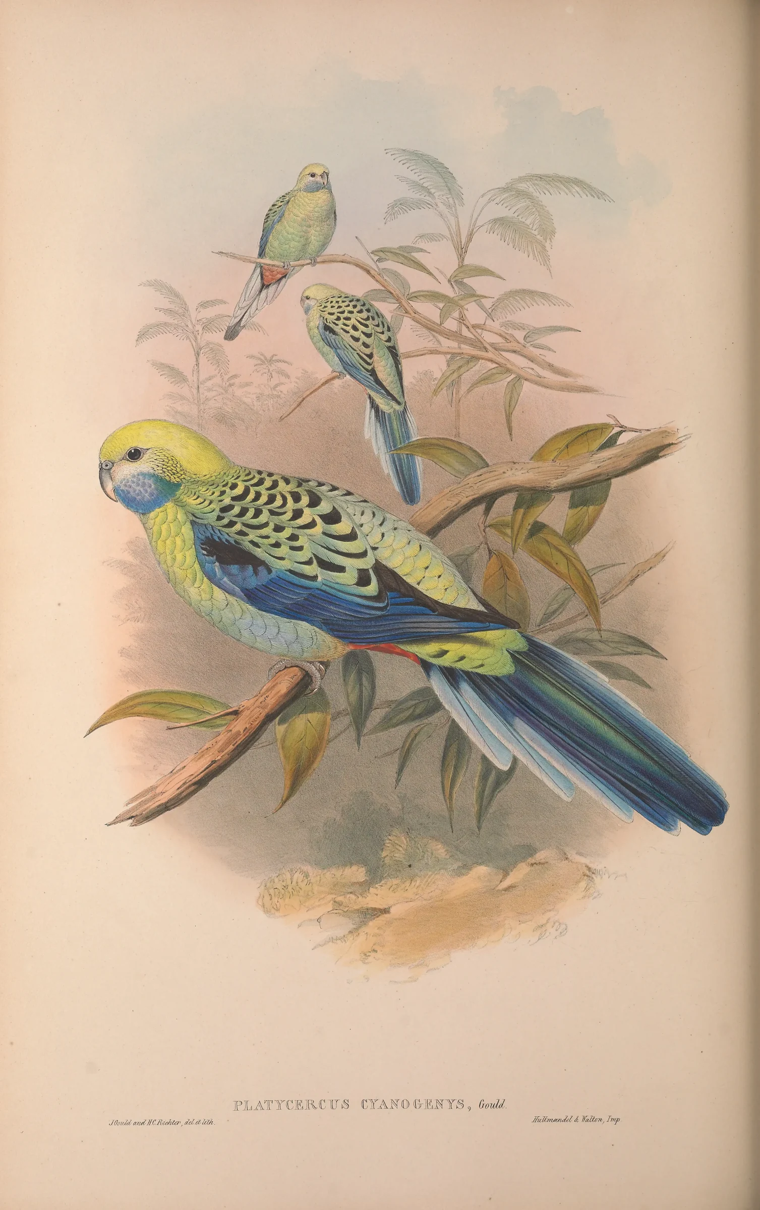 Historical bird plate: Pale-headed Rosella