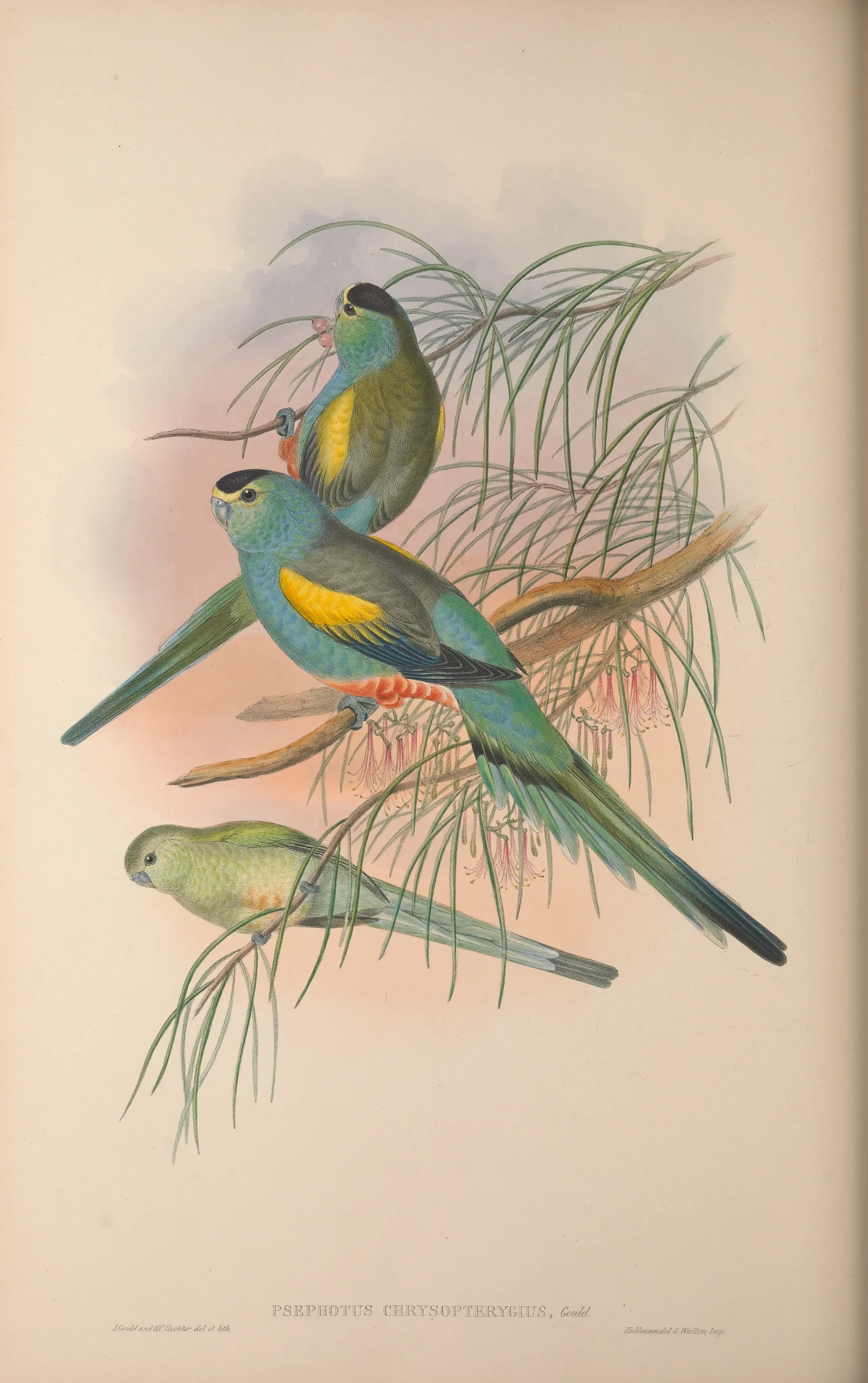 Historical bird plate: Golden-shouldered Parrot