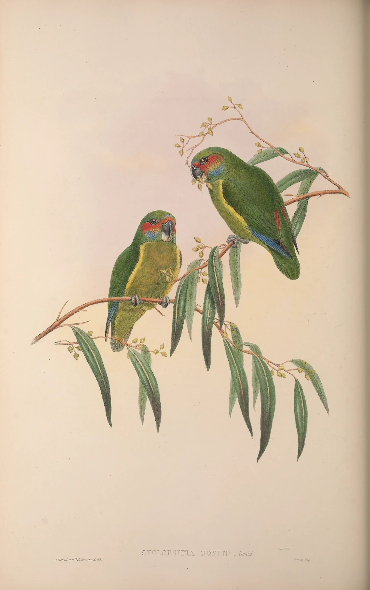 Historical bird plate: Double-eyed Fig Parrot
