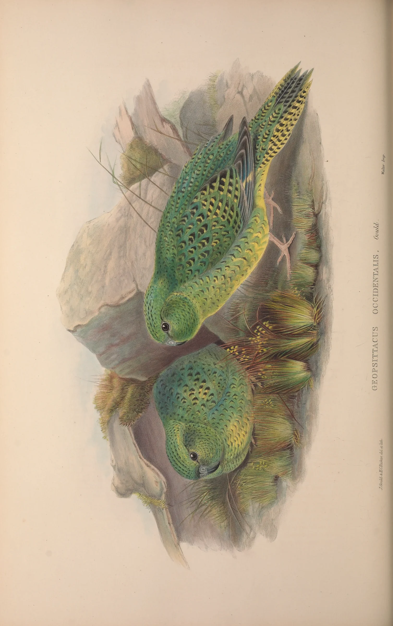 Historical bird plate: Night Parrot