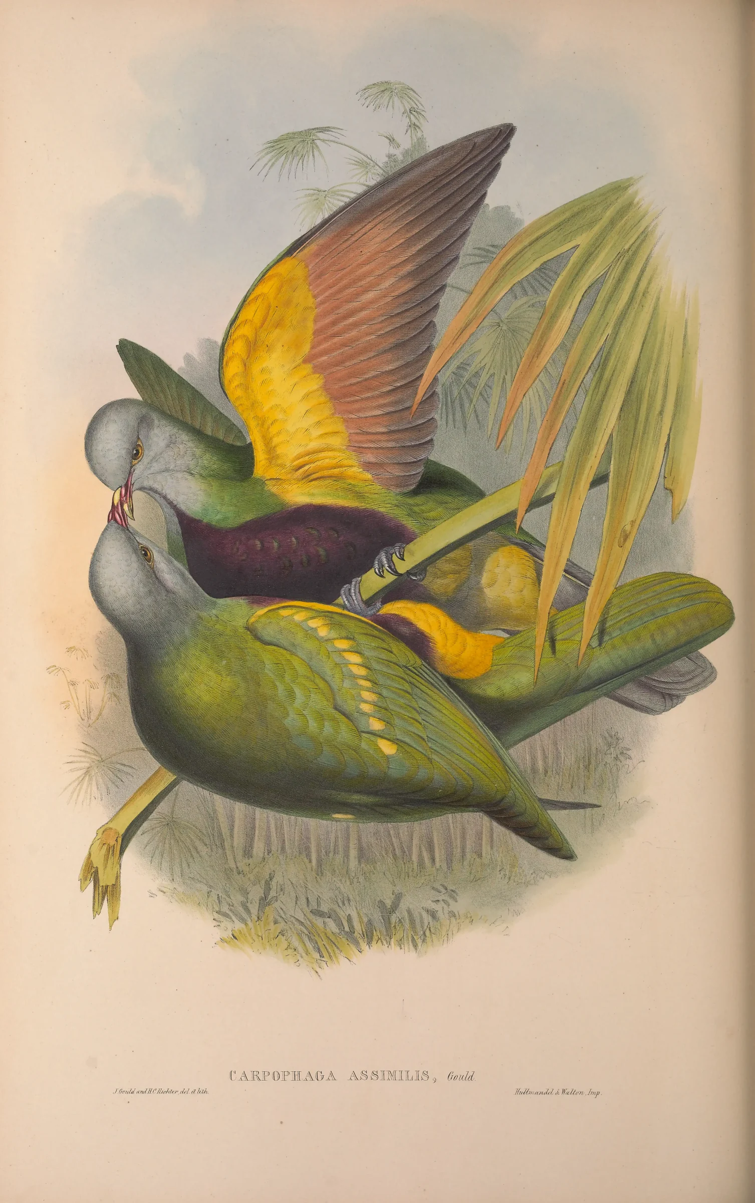 Historical bird plate: Wompoo Fruit Dove