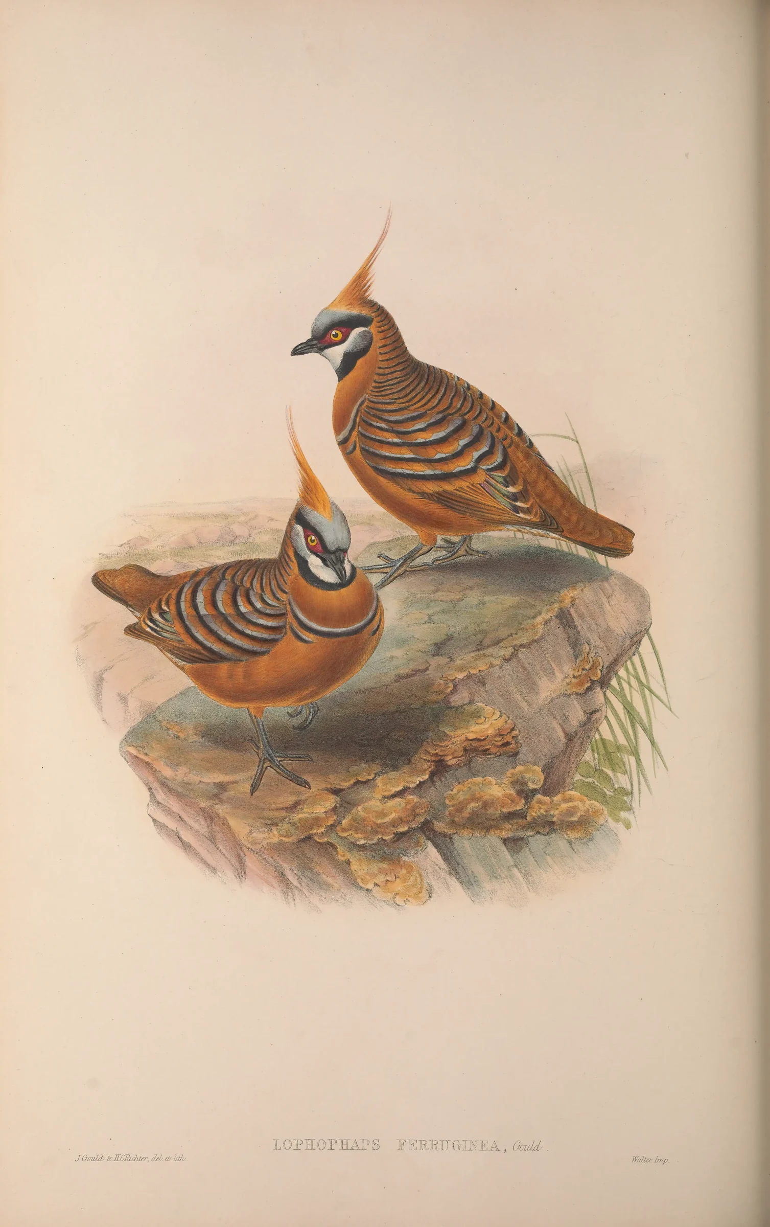 Historical bird plate: Spinifex Pigeon