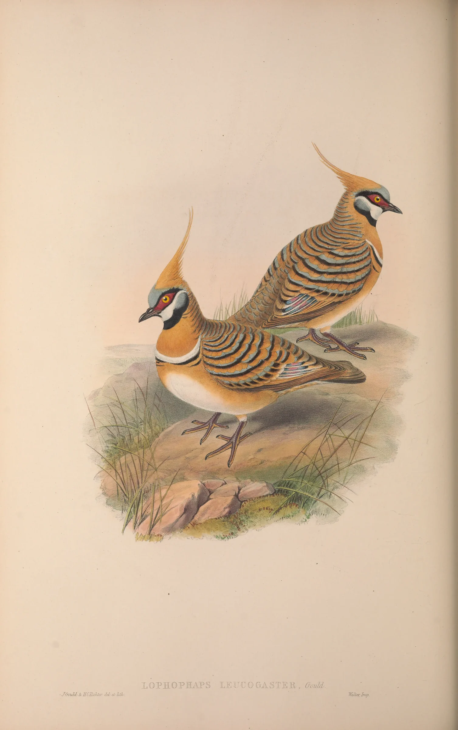 Historical bird plate: Spinifex Pigeon