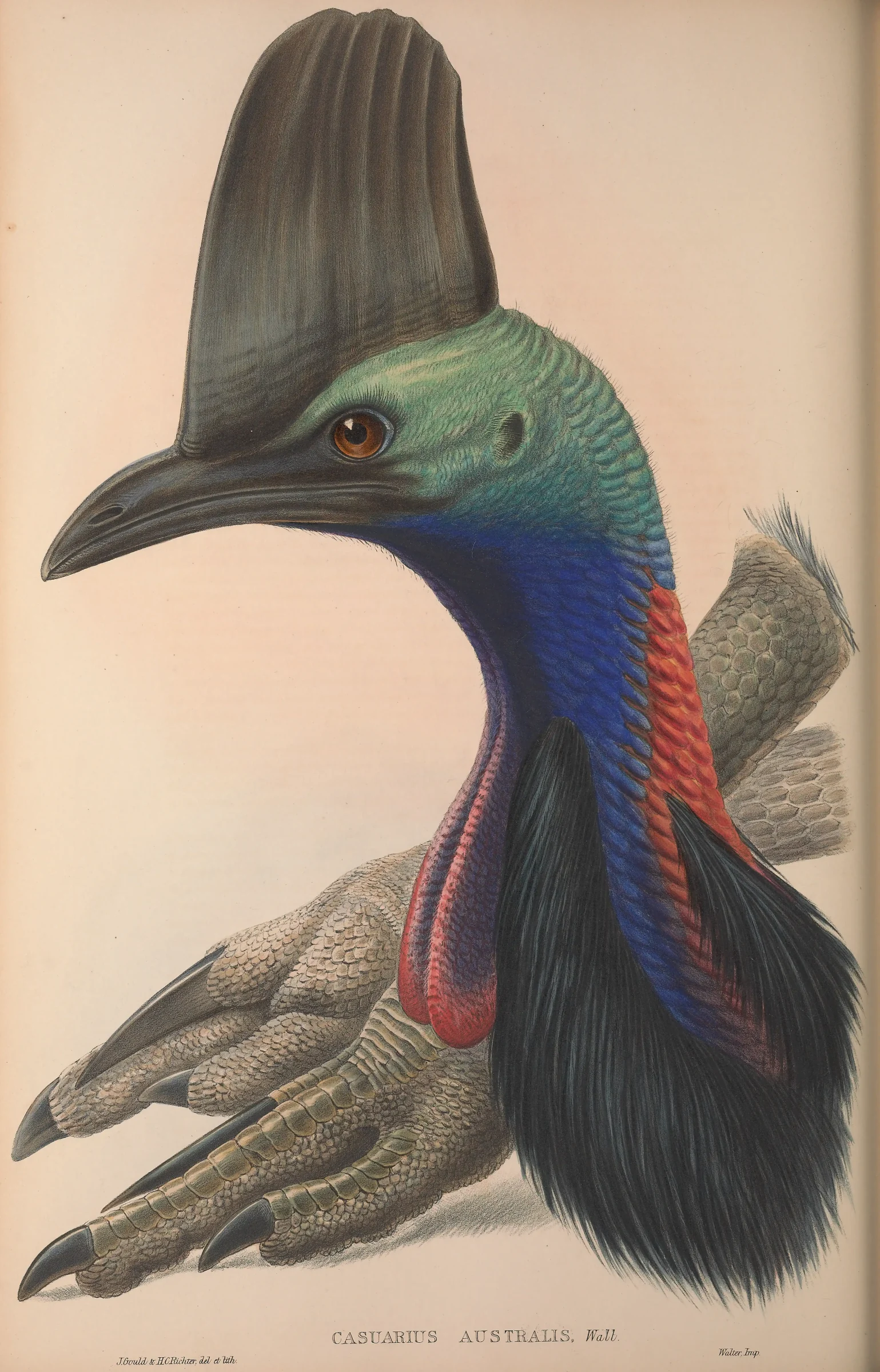 Historical bird plate: Southern Cassowary