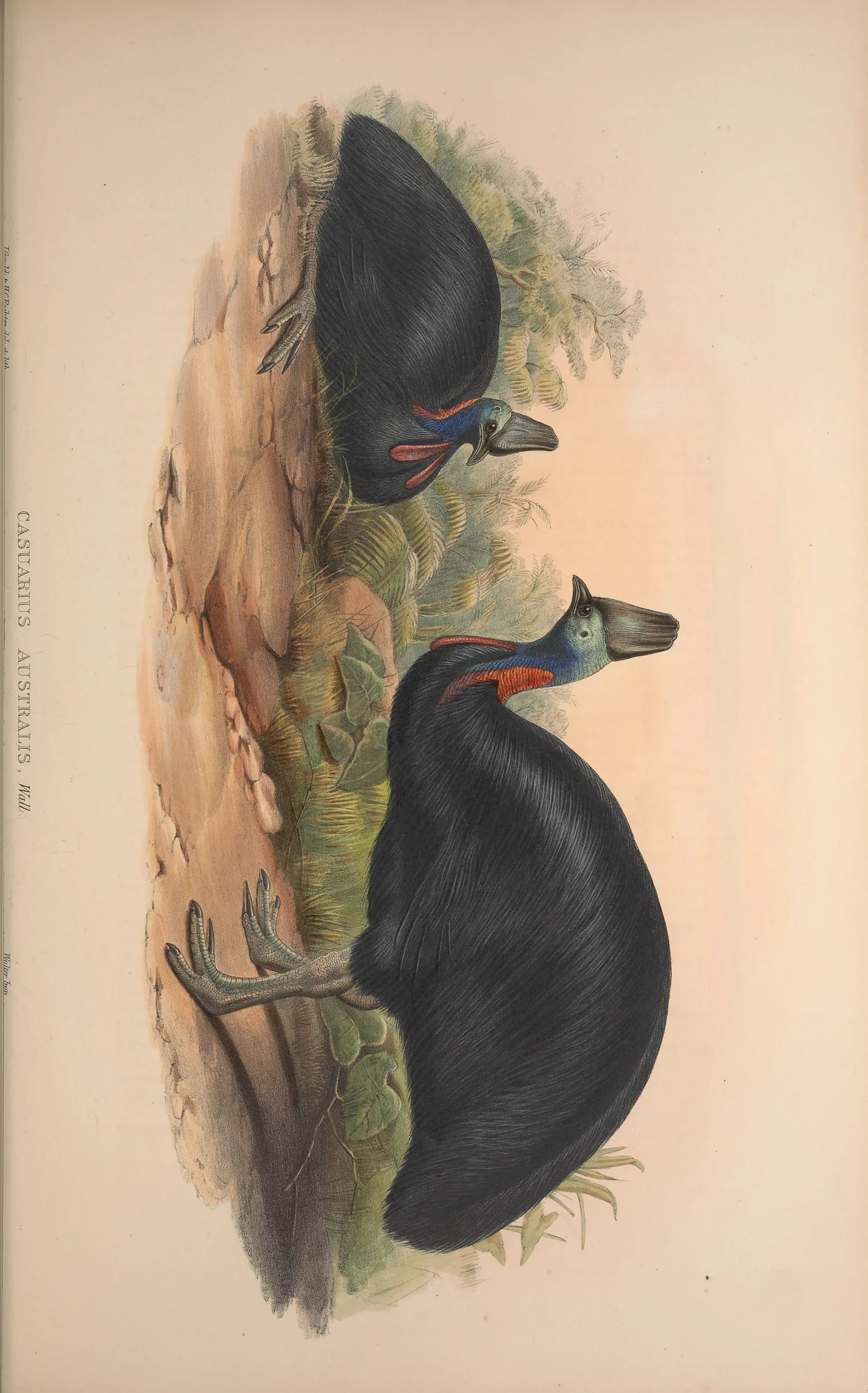 Historical bird plate: Southern Cassowary