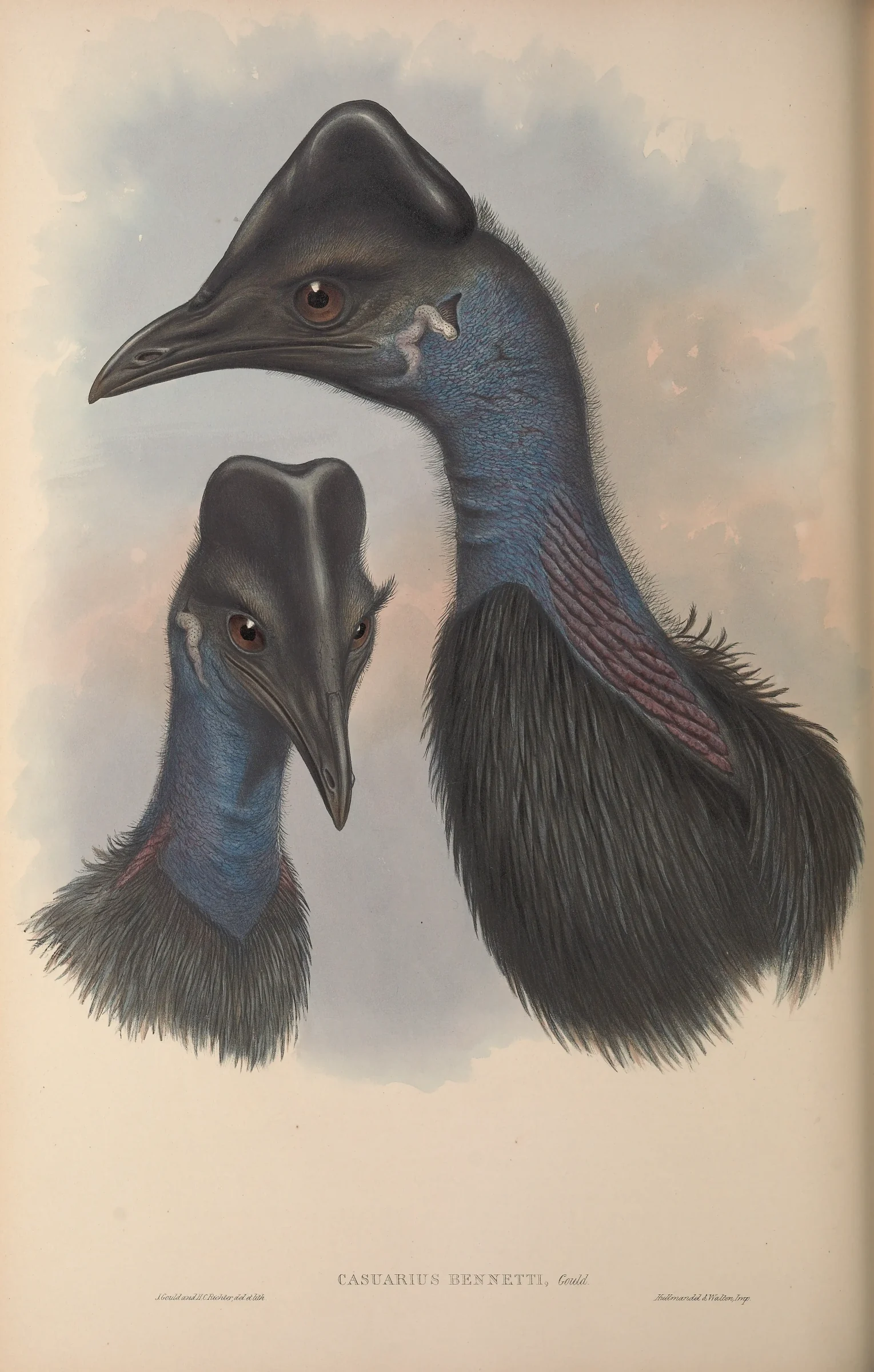 Historical bird plate: Dwarf Cassowary