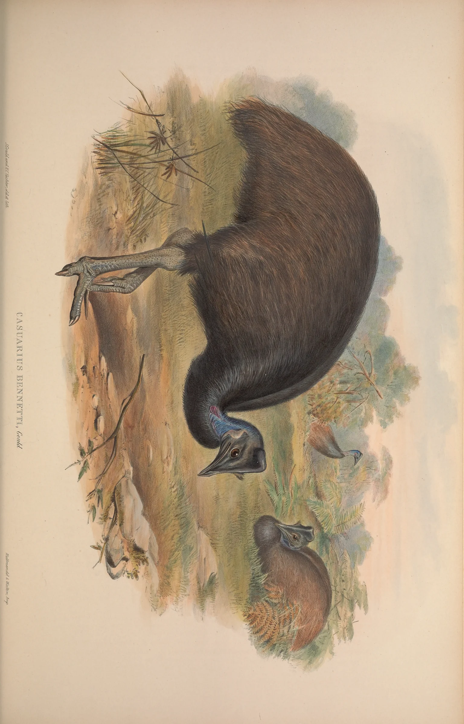 Historical bird plate: Dwarf Cassowary