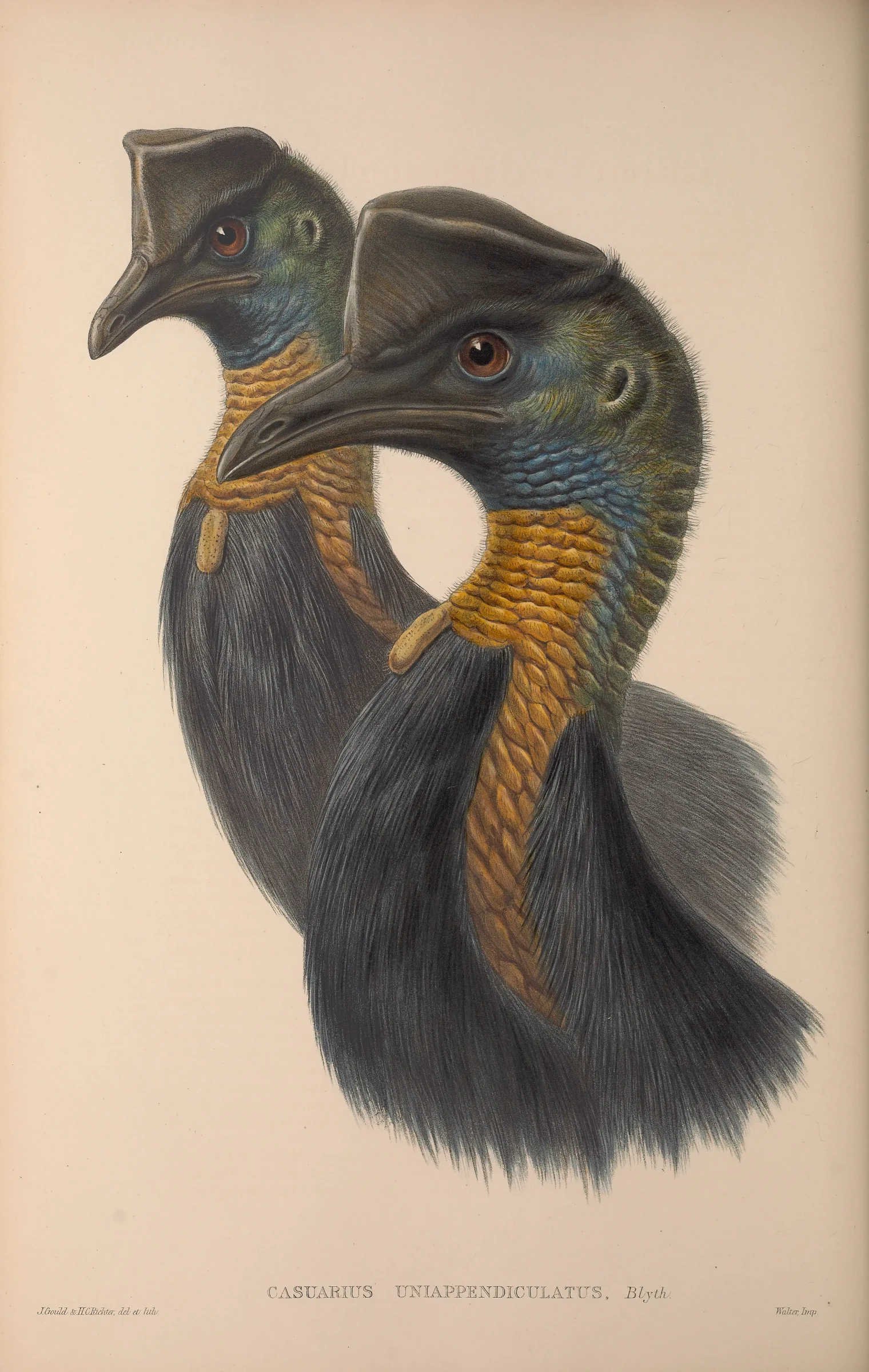 Historical bird plate: Northern Cassowary
