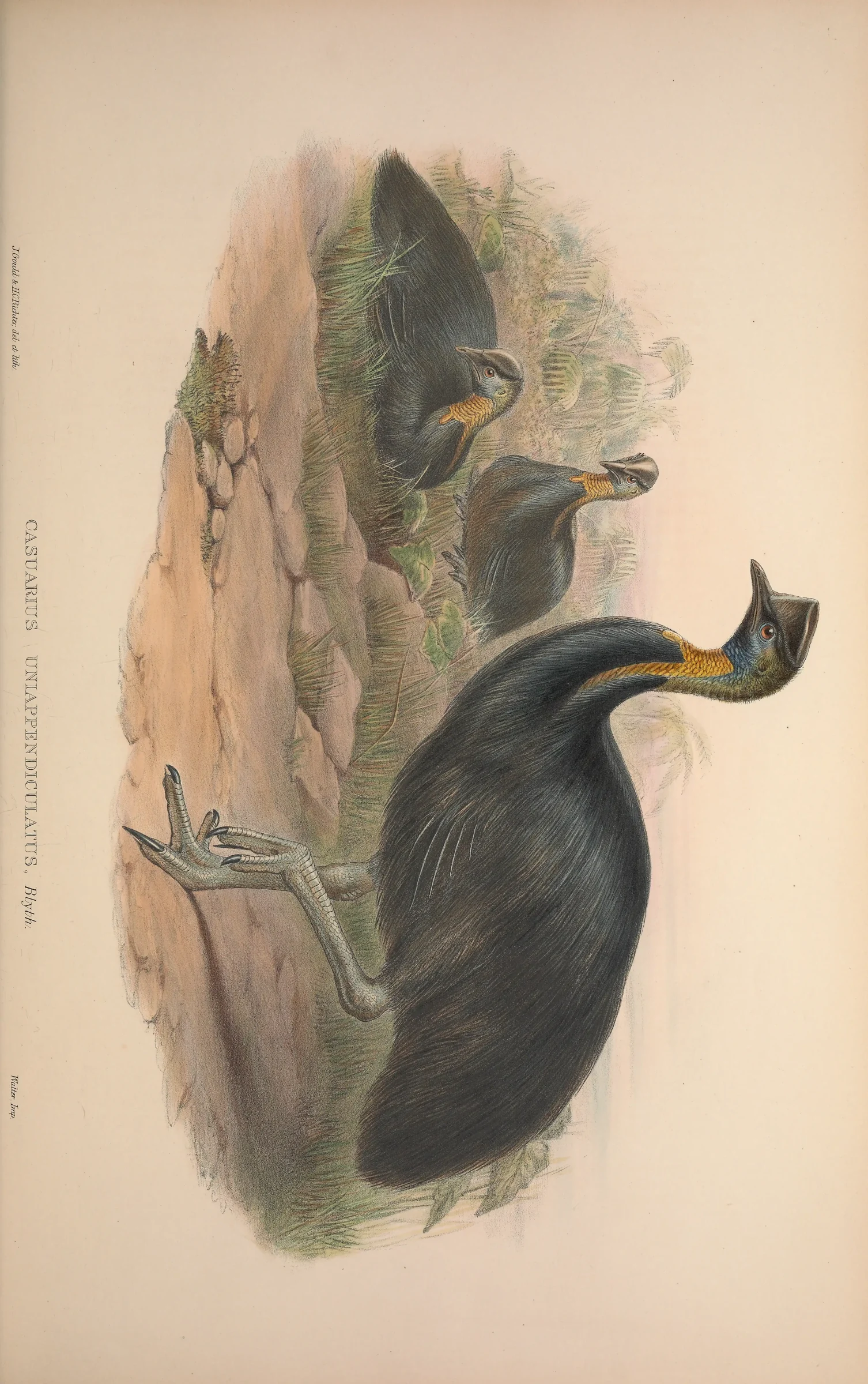 Historical bird plate: Northern Cassowary