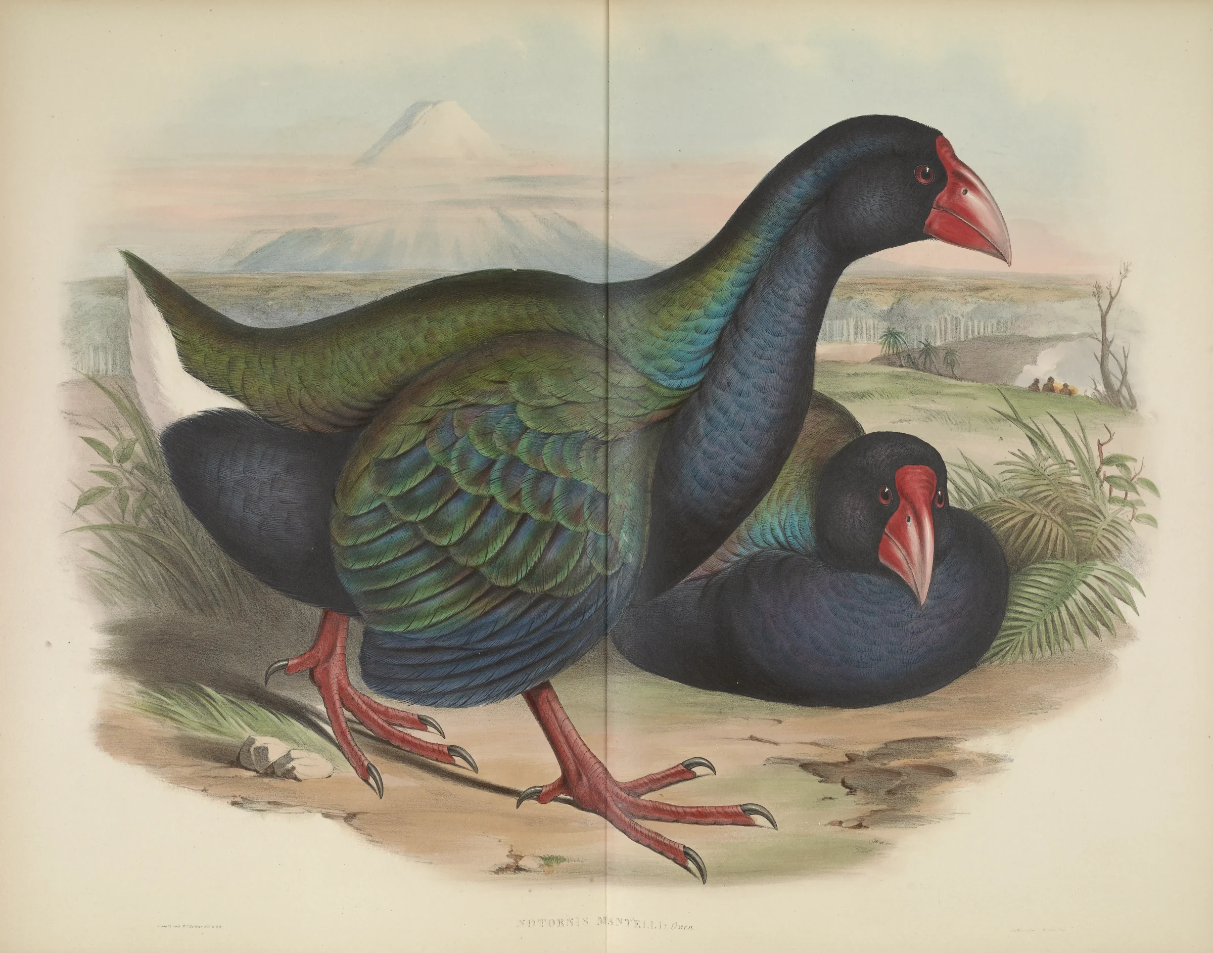Historical bird plate: South Island Takahe