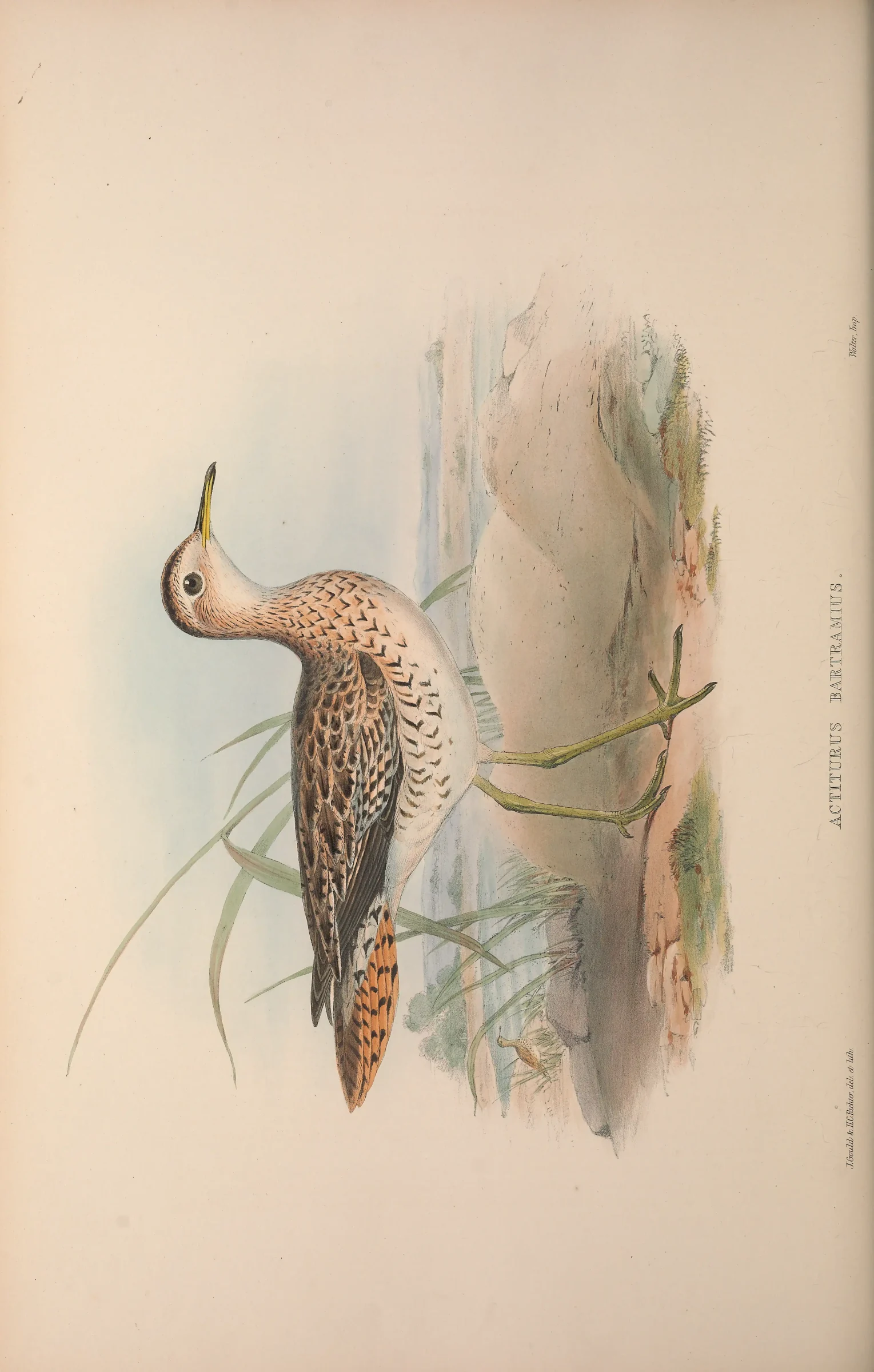 Historical bird plate: Upland Sandpiper