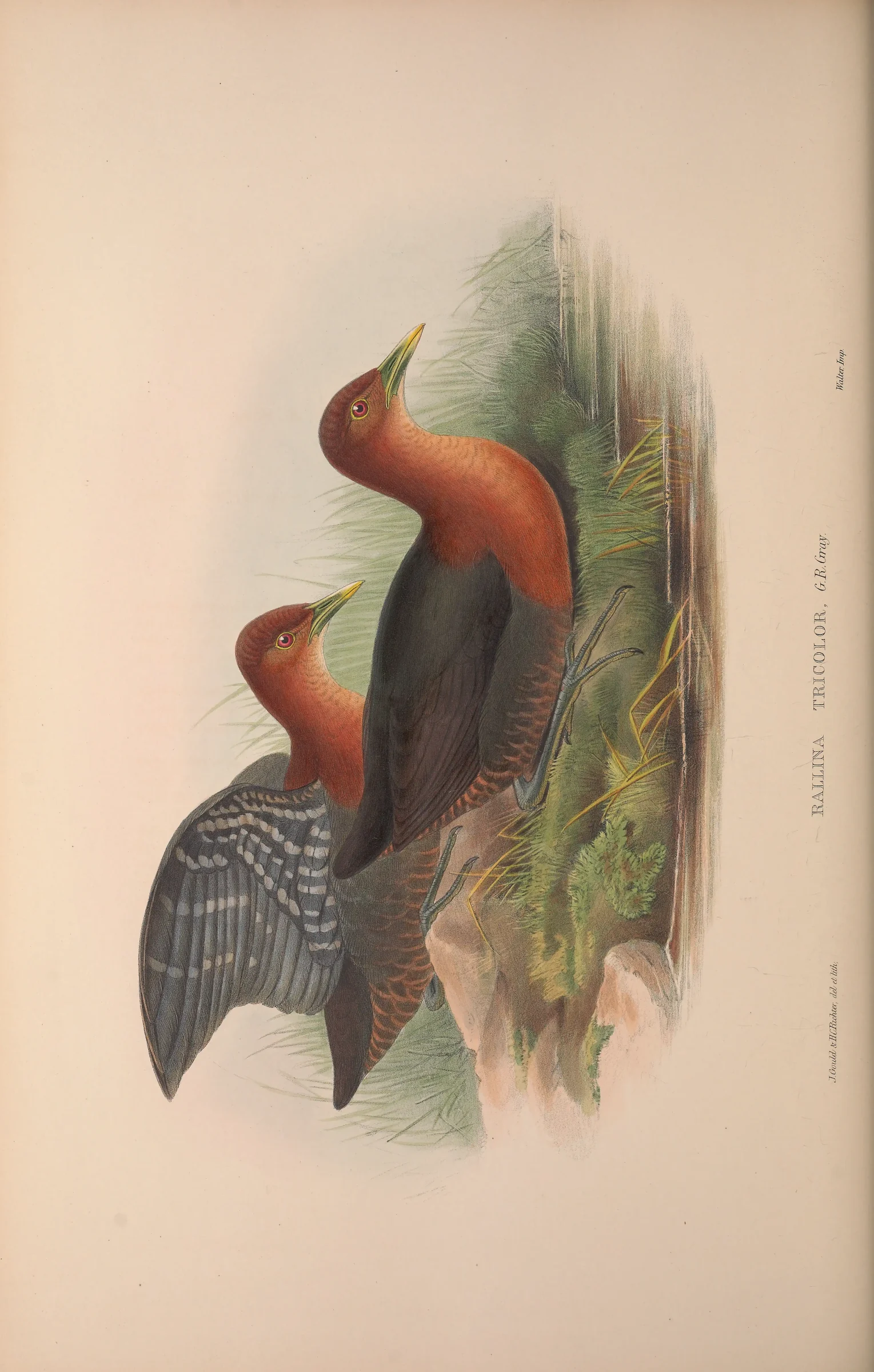 Historical bird plate: Red-necked Crake