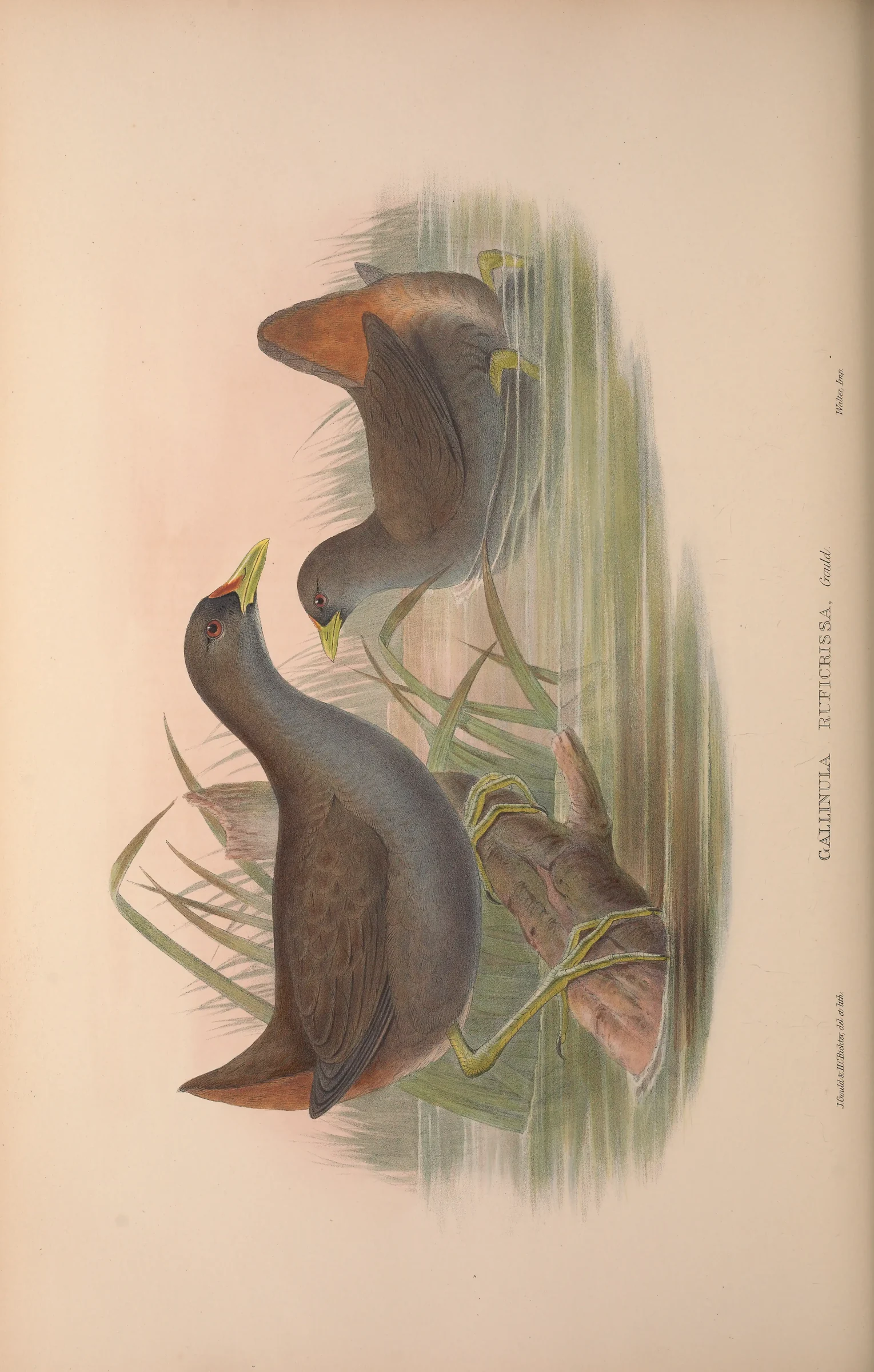 Historical bird plate: Pale-vented Bush-hen
