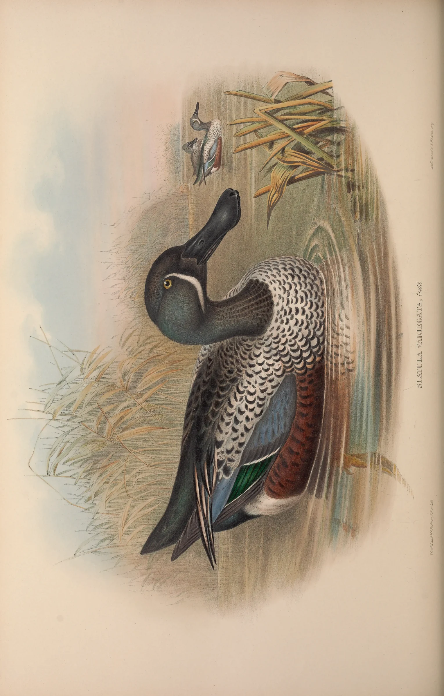 Historical bird plate: Australasian Shoveler