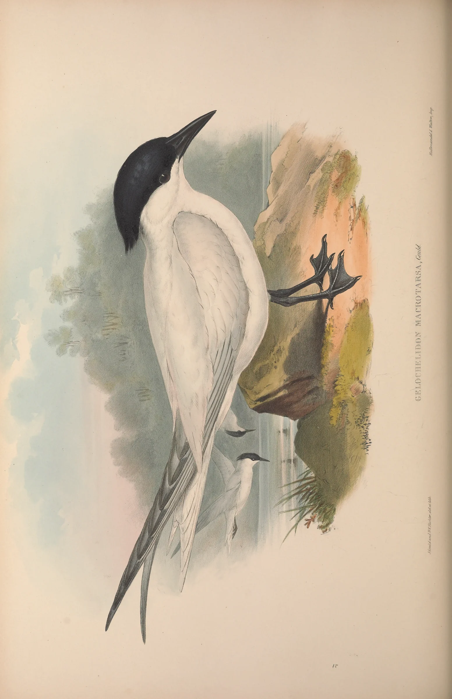 Historical bird plate: Australian Tern