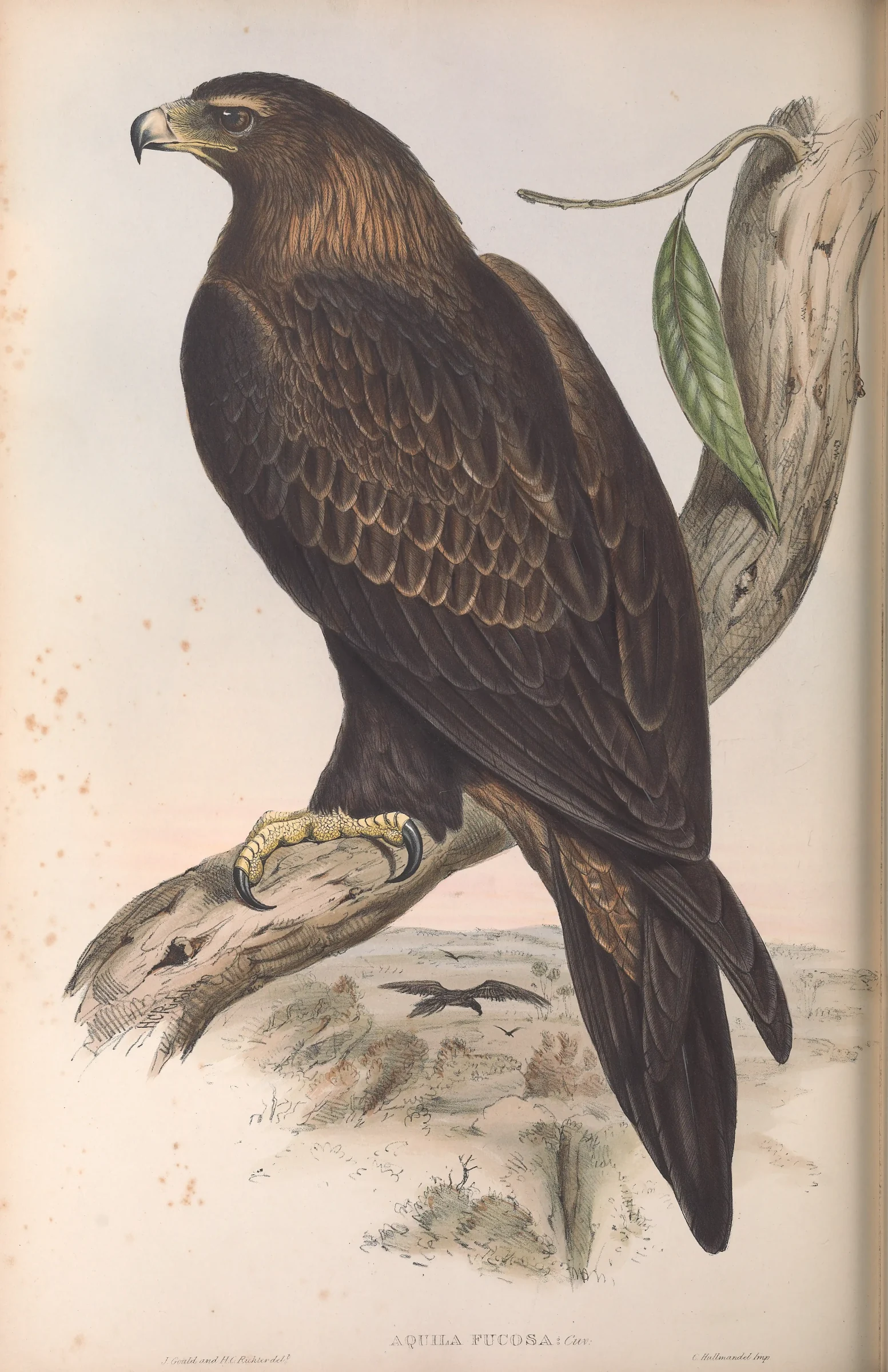 Historical bird plate: Wedge-tailed Eagle
