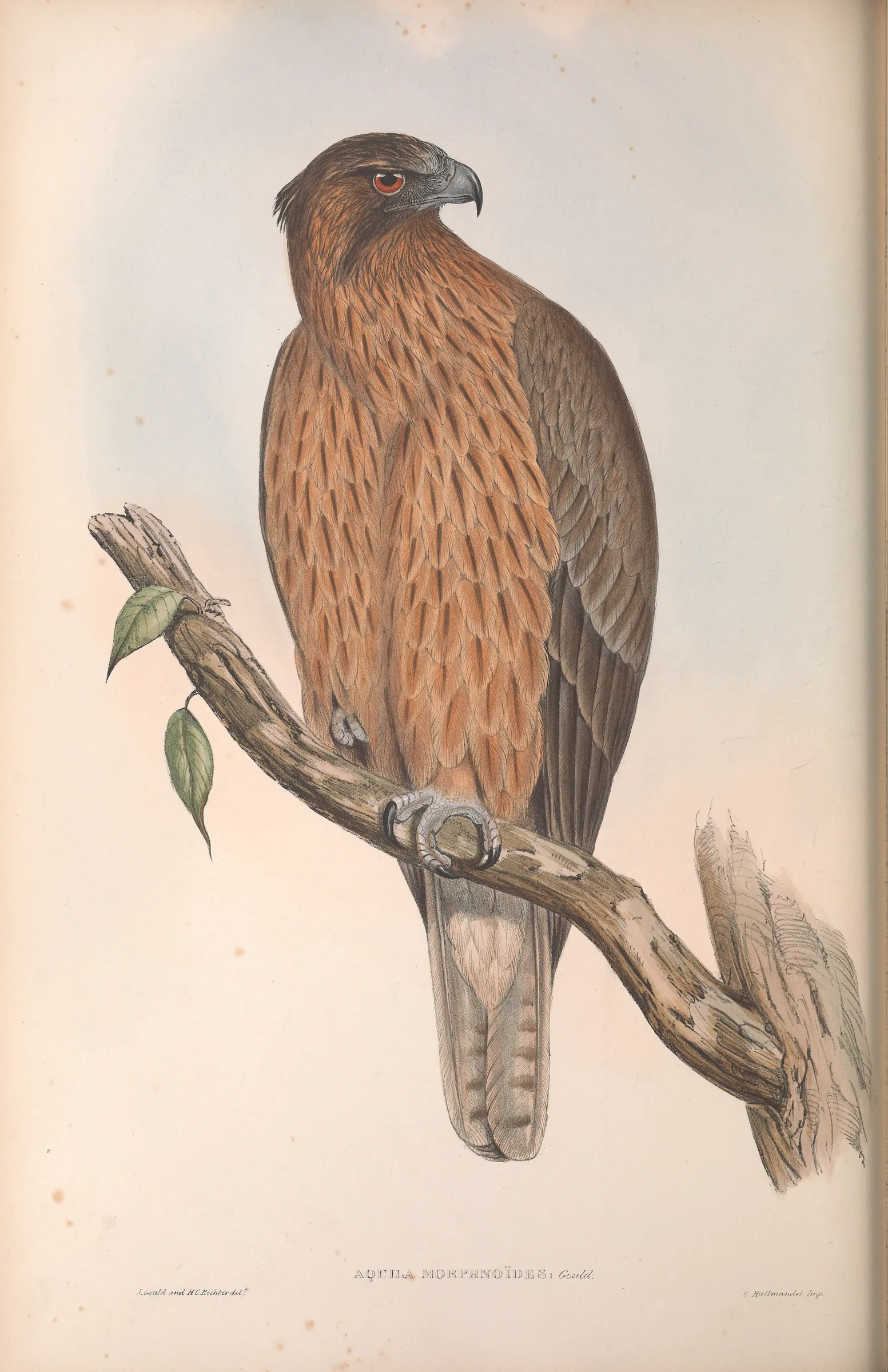 Historical bird plate: Little Eagle