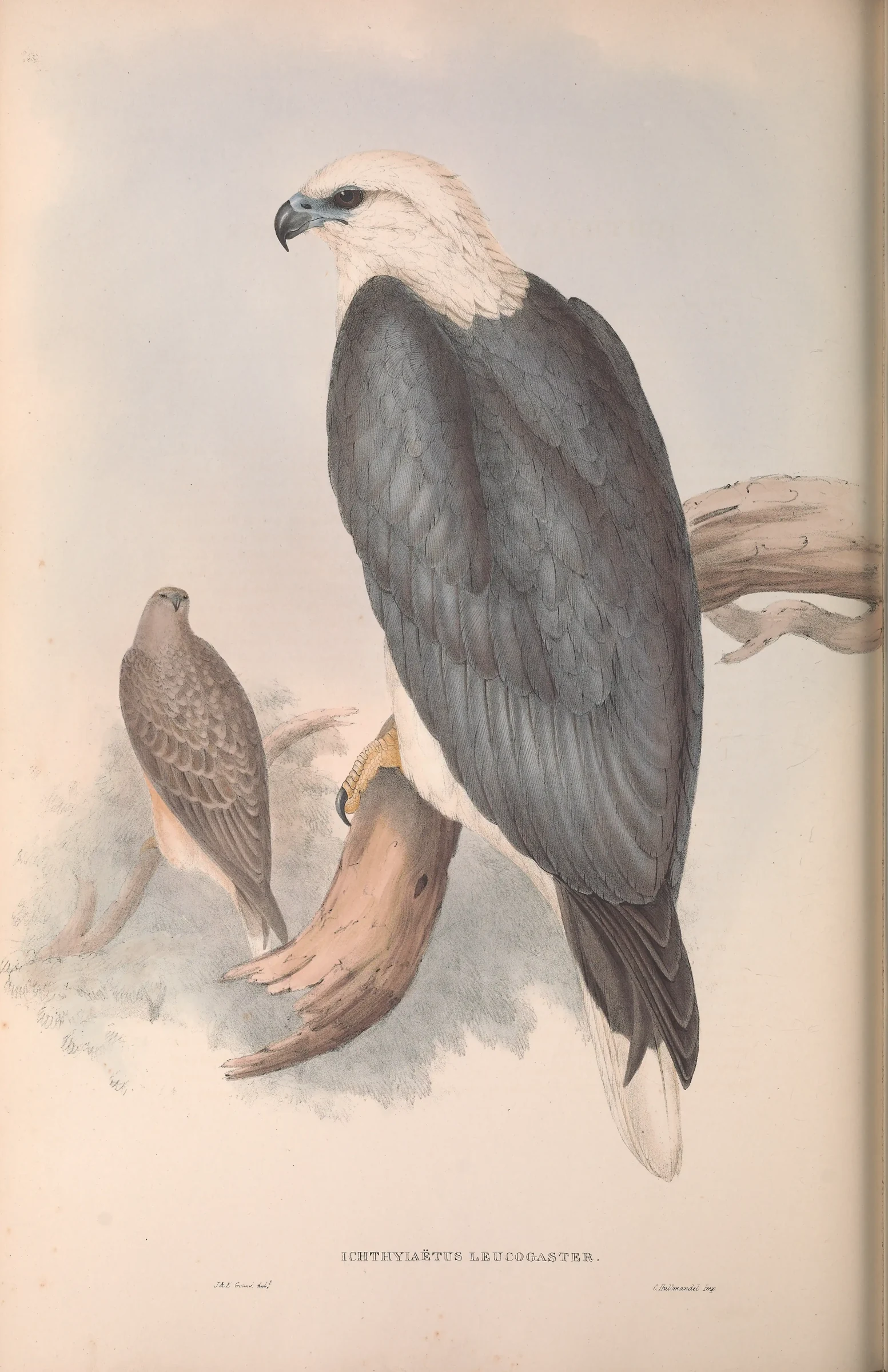 Historical bird plate: White-bellied Sea Eagle