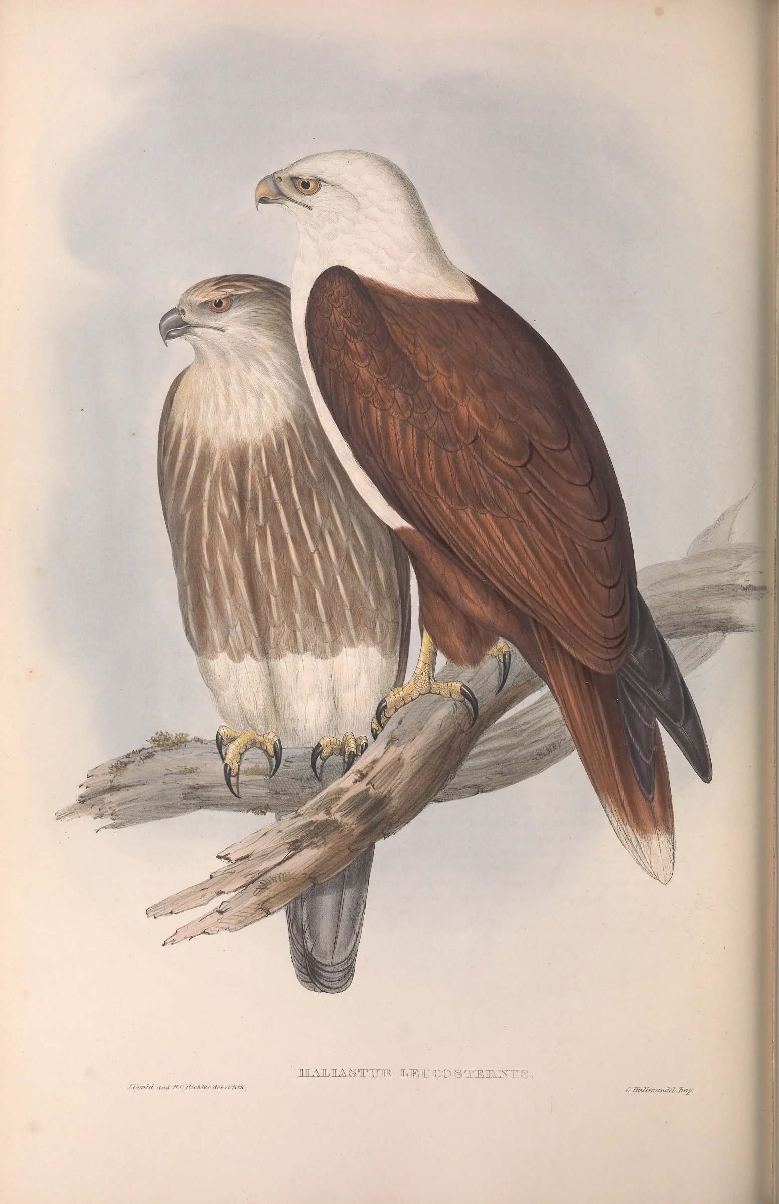 Historical bird plate: White-bellied Sea Eagle