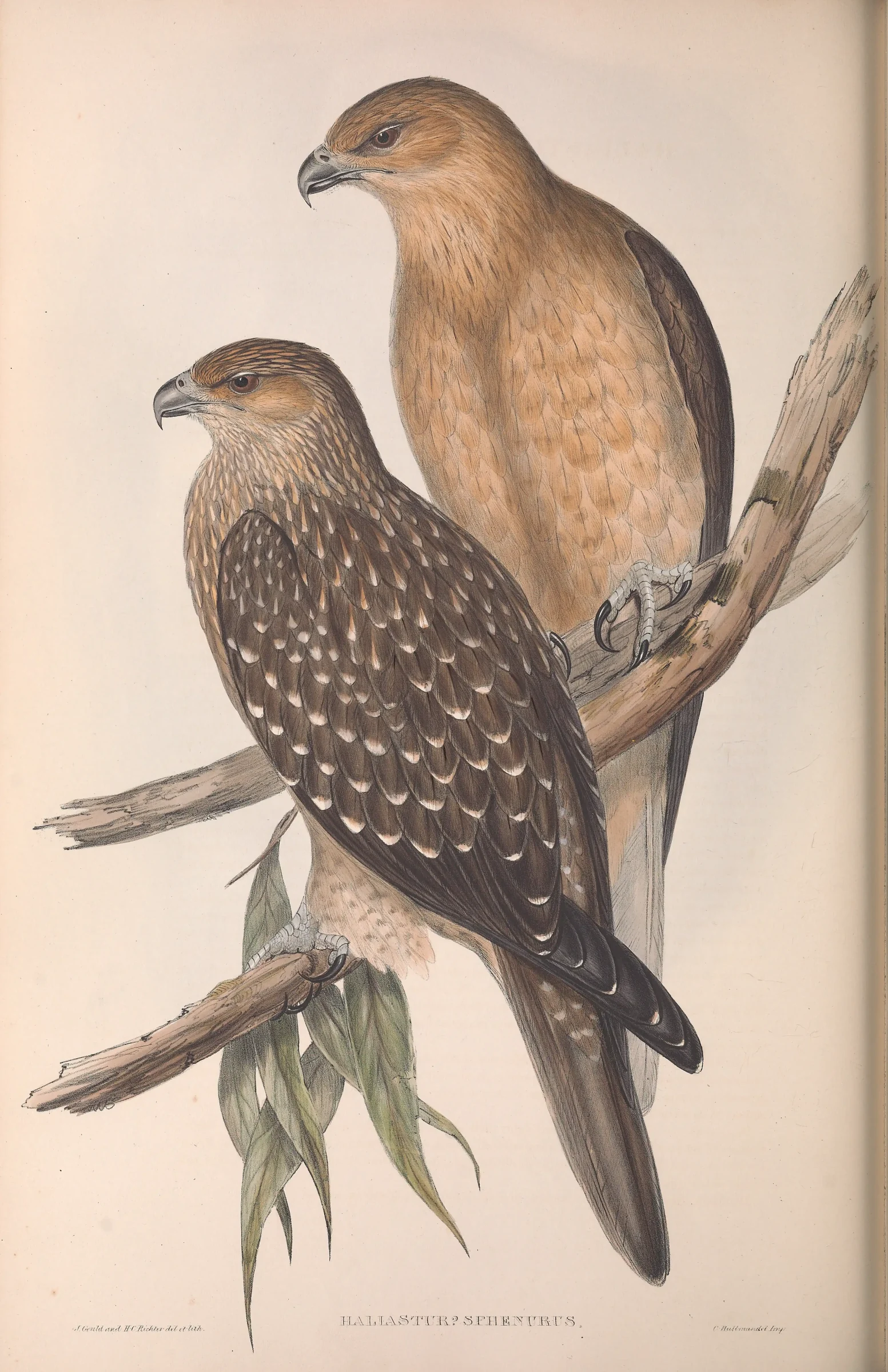 Historical bird plate: Whistling Kite