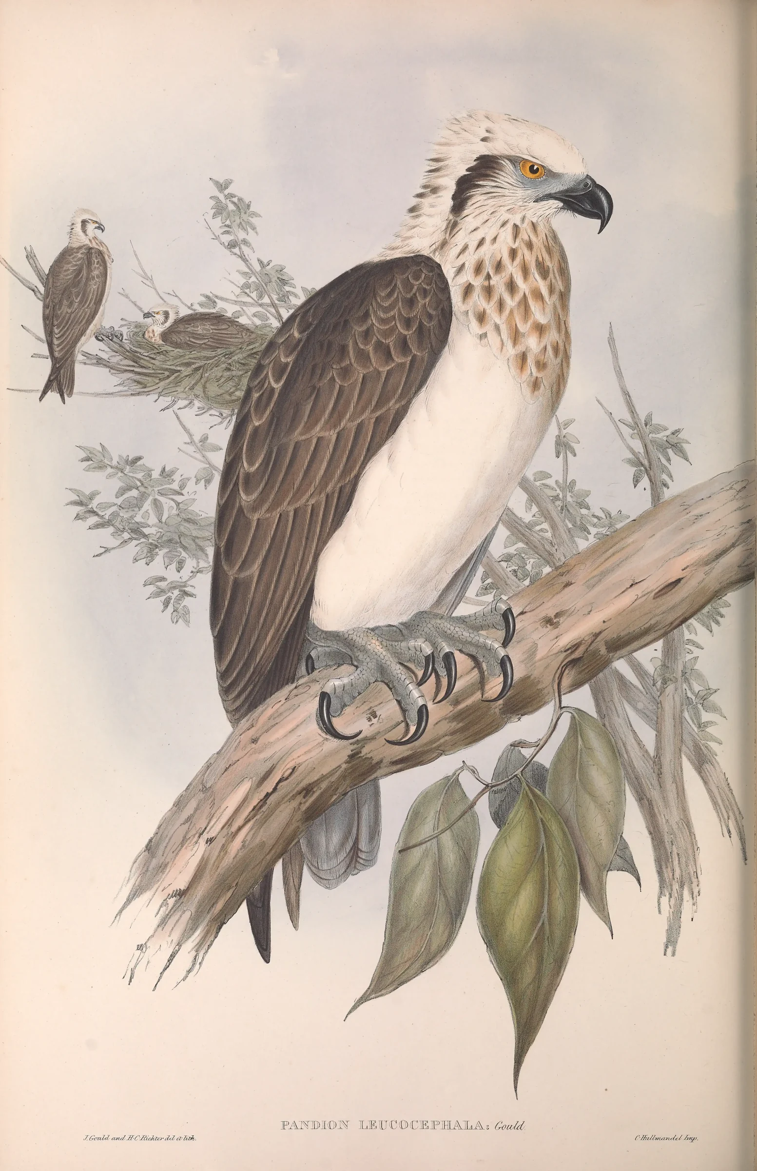 Historical bird plate: Osprey