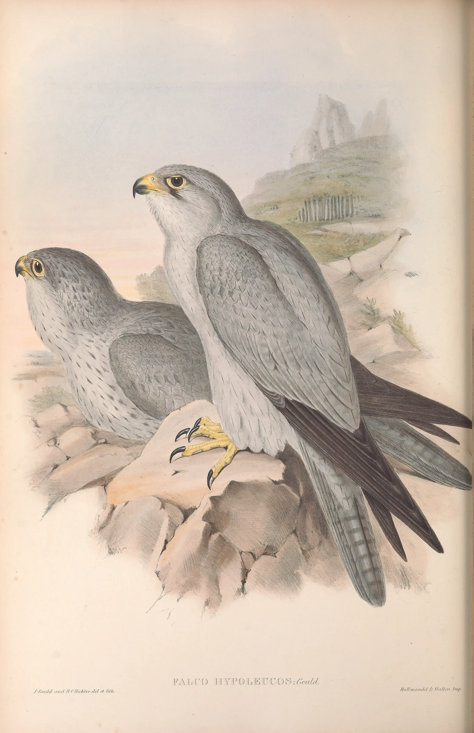 Historical bird plate: Grey Falcon