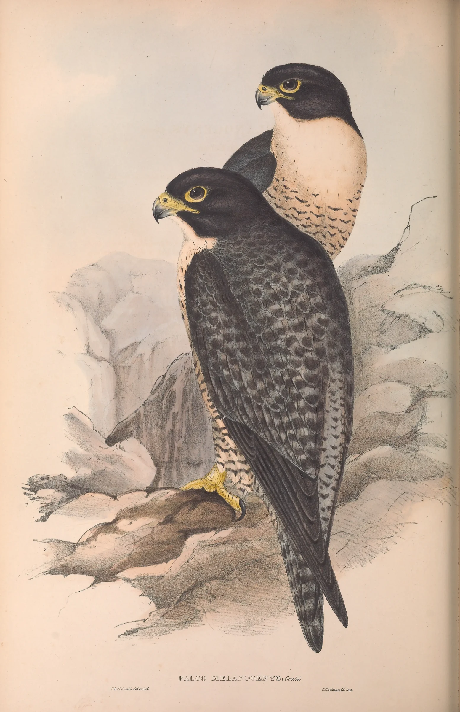 Historical bird plate: Peregrine Falcon