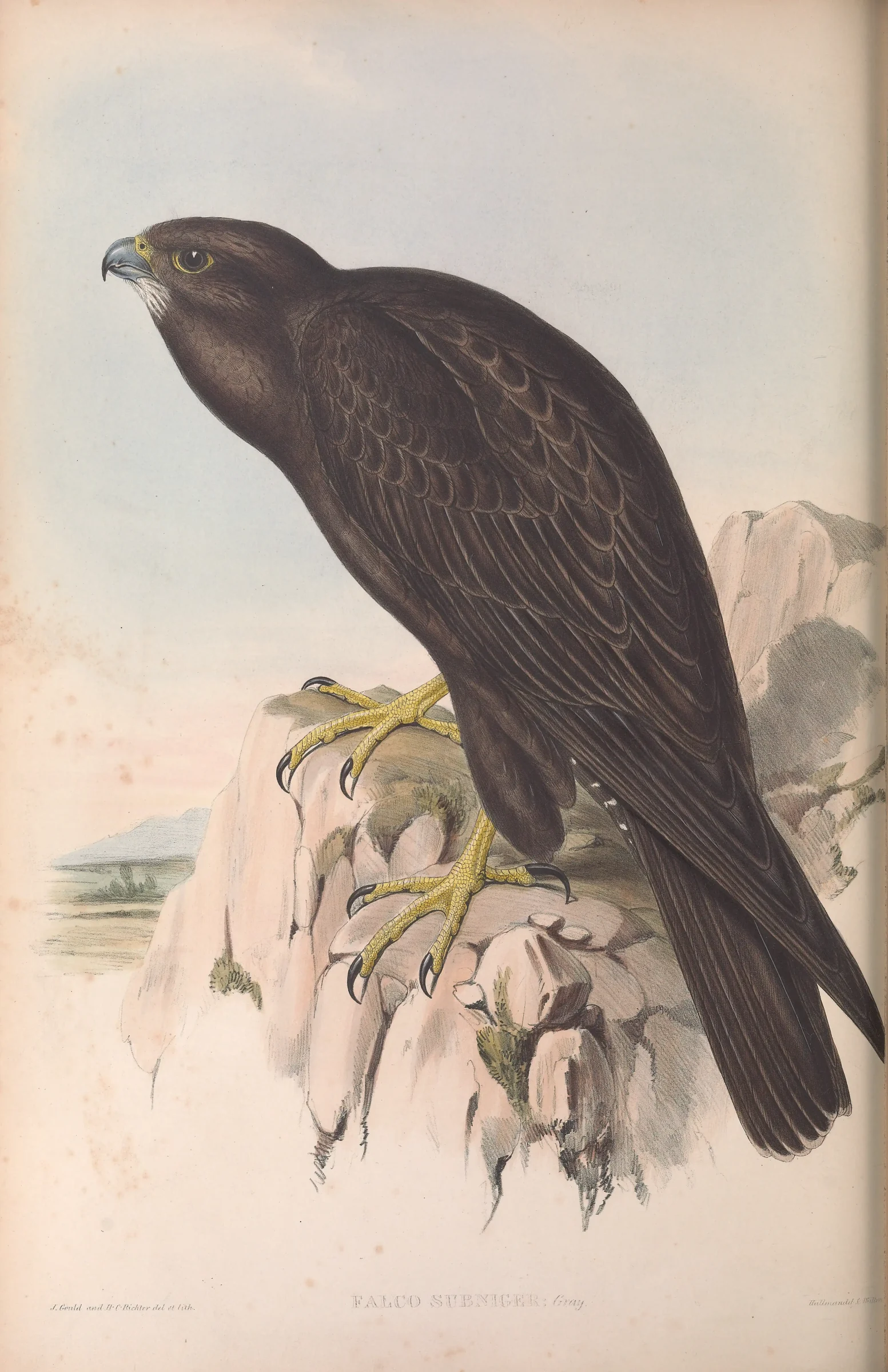 Historical bird plate: Black Falcon