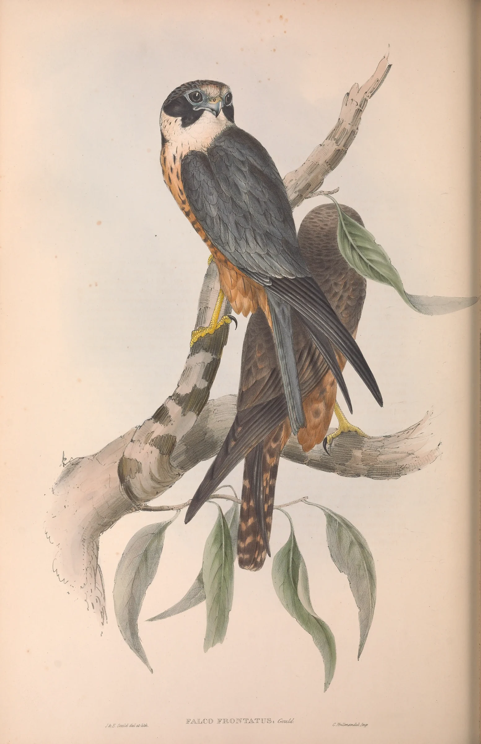 Historical bird plate: Australian Hobby