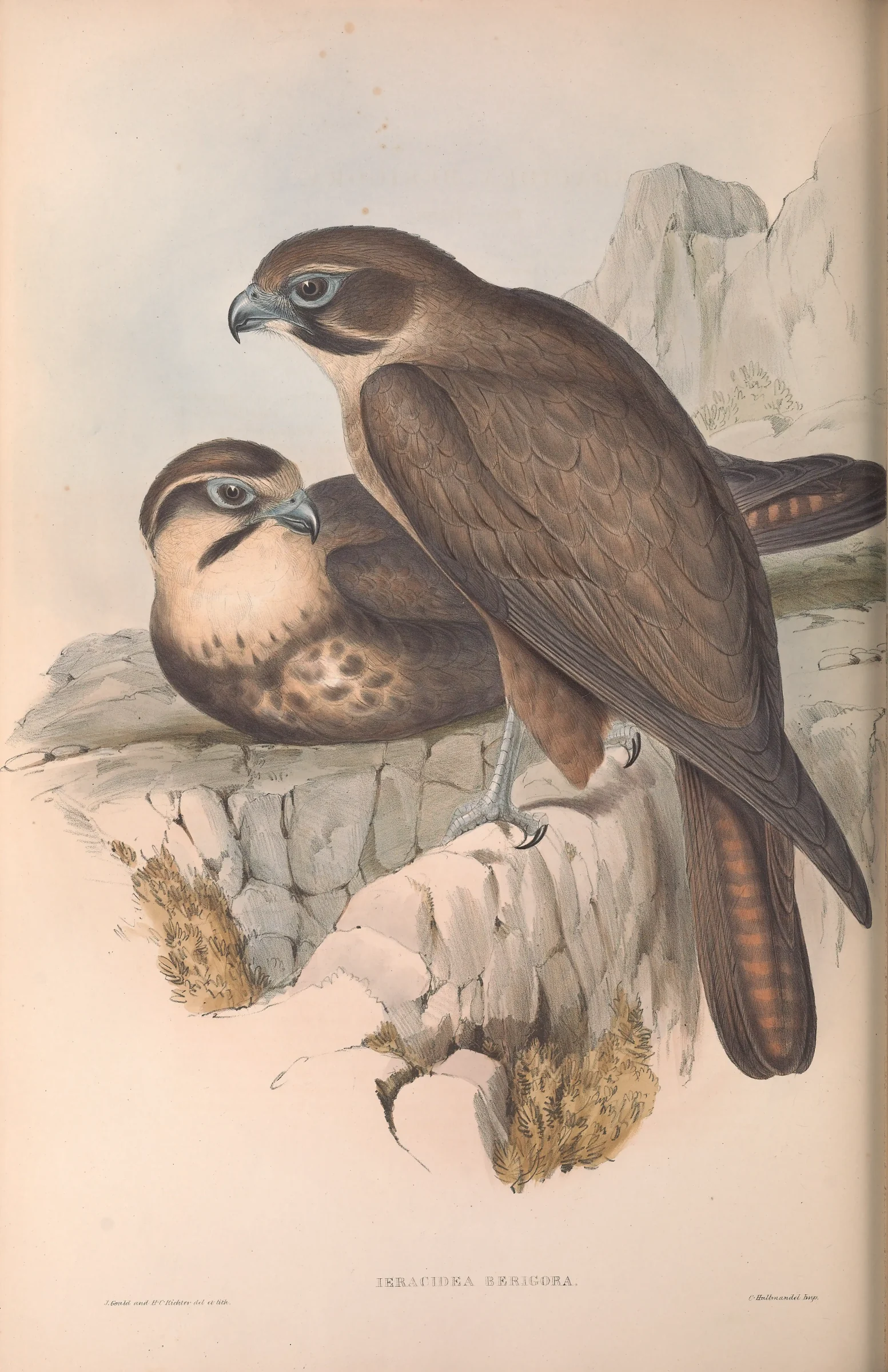 Historical bird plate: Brown Falcon