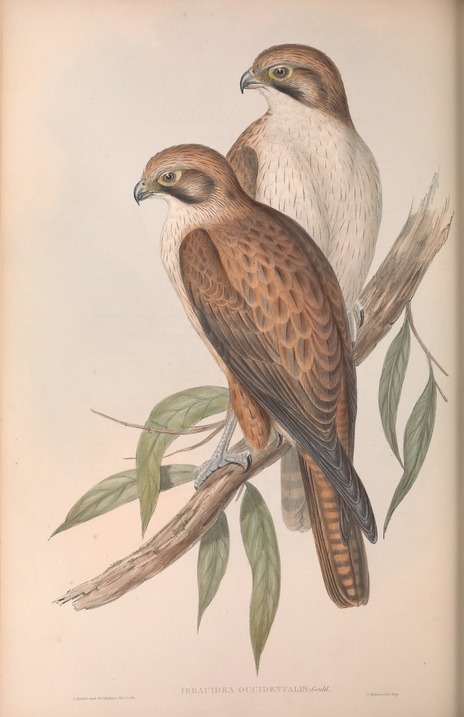 Historical bird plate: Brown Falcon
