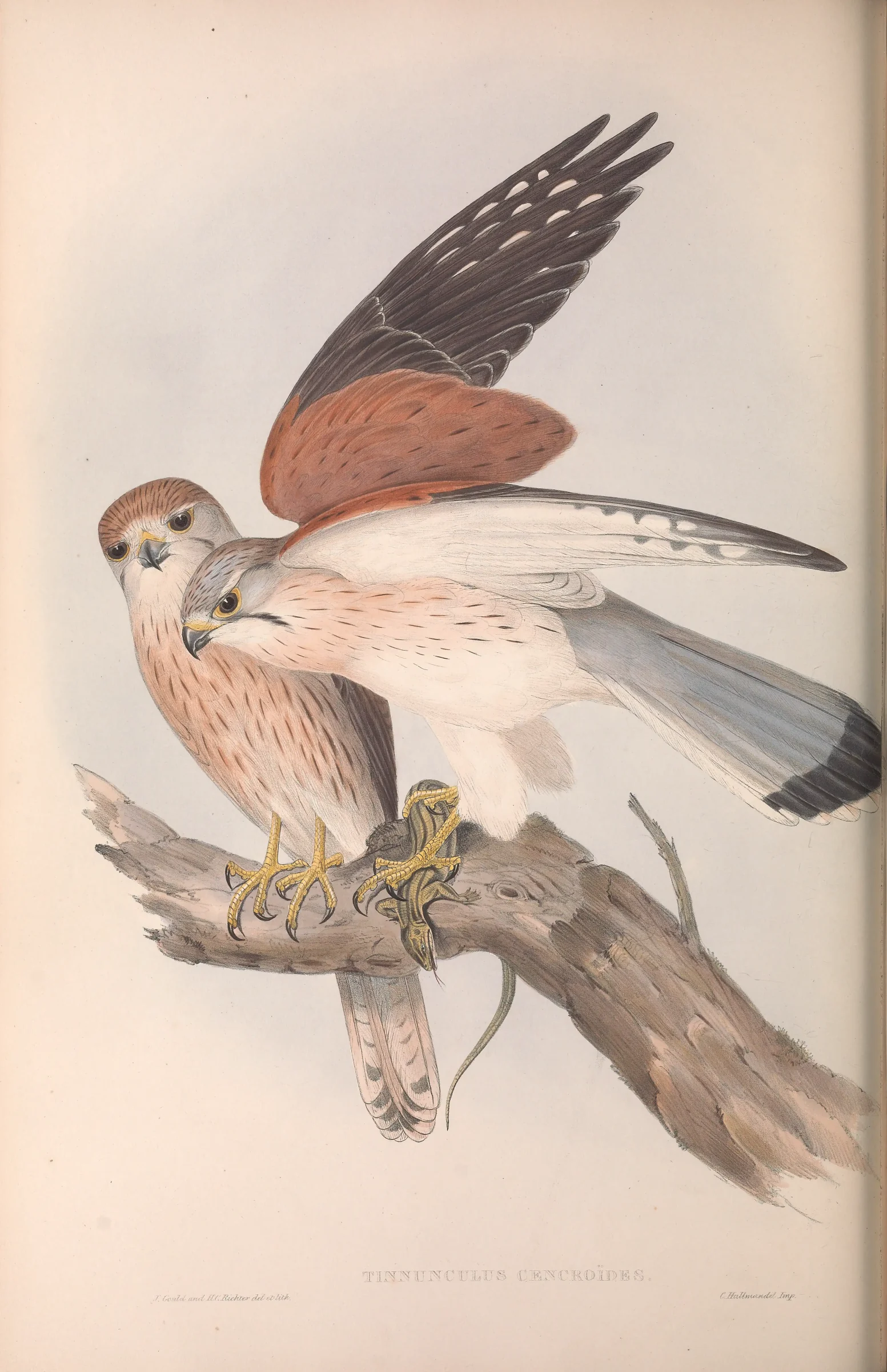 Historical bird plate: Nankeen Kestrel