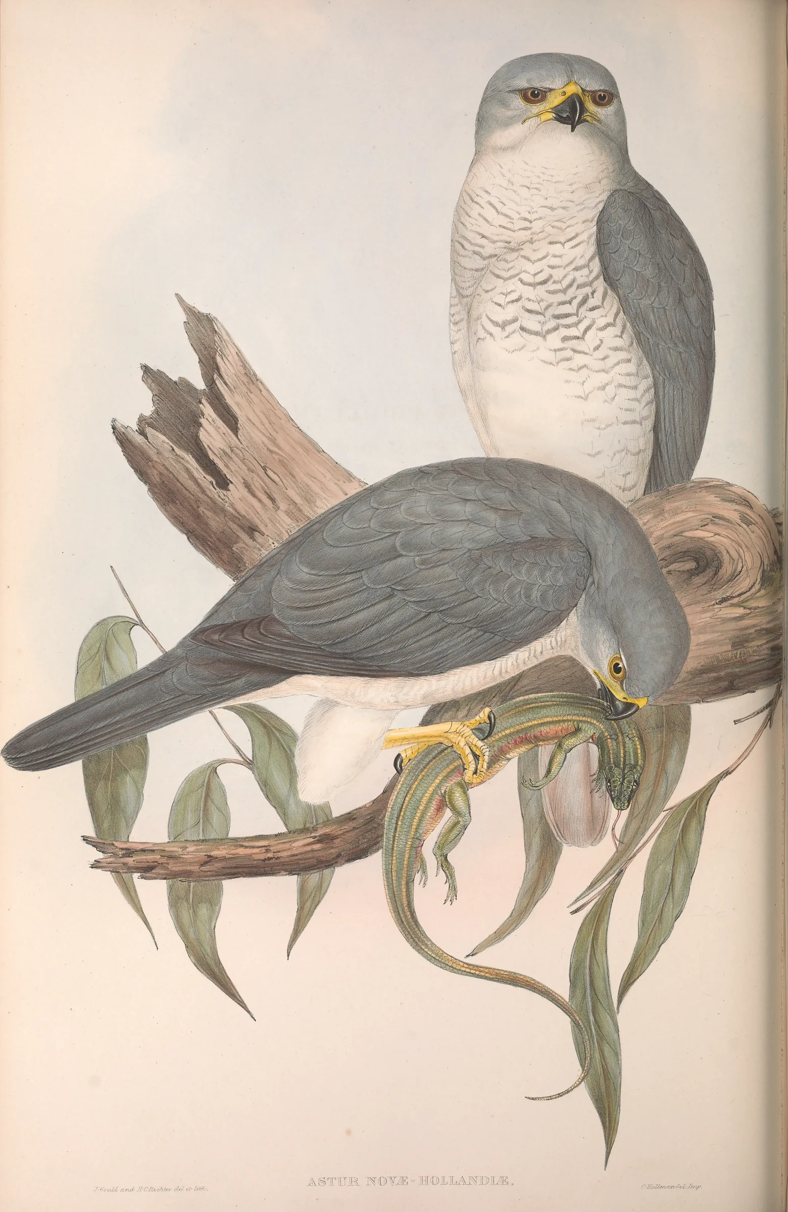 Historical bird plate: Grey Goshawk