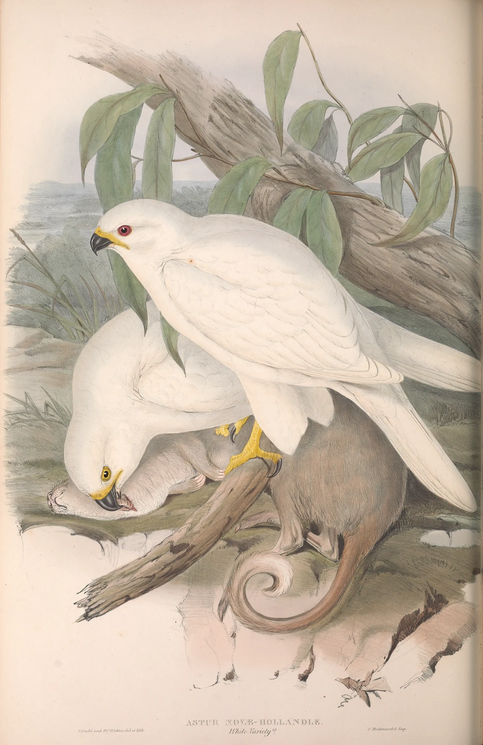 Historical bird plate: Grey Goshawk