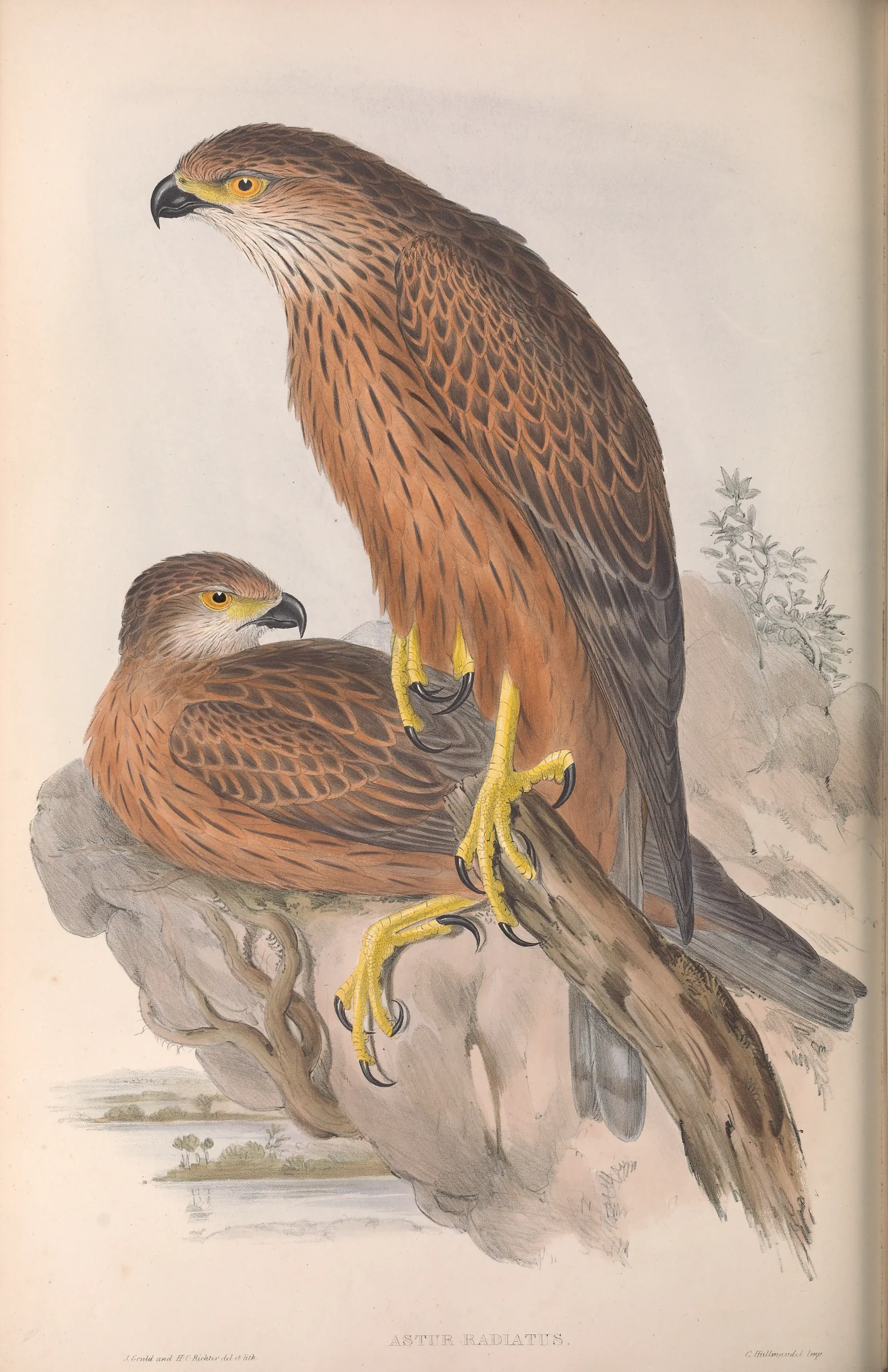 Historical bird plate: Red Goshawk