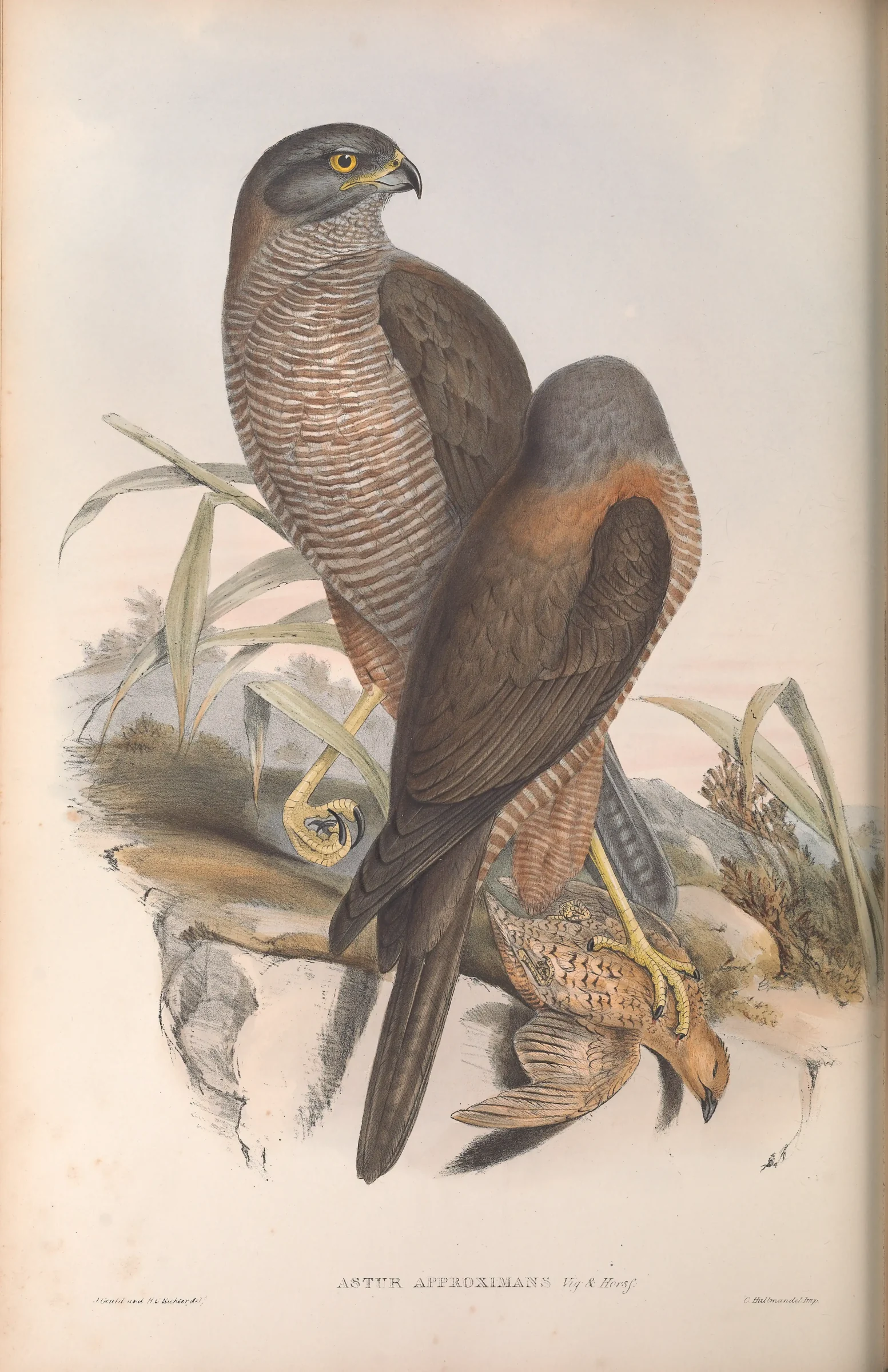 Historical bird plate: Brown Goshawk