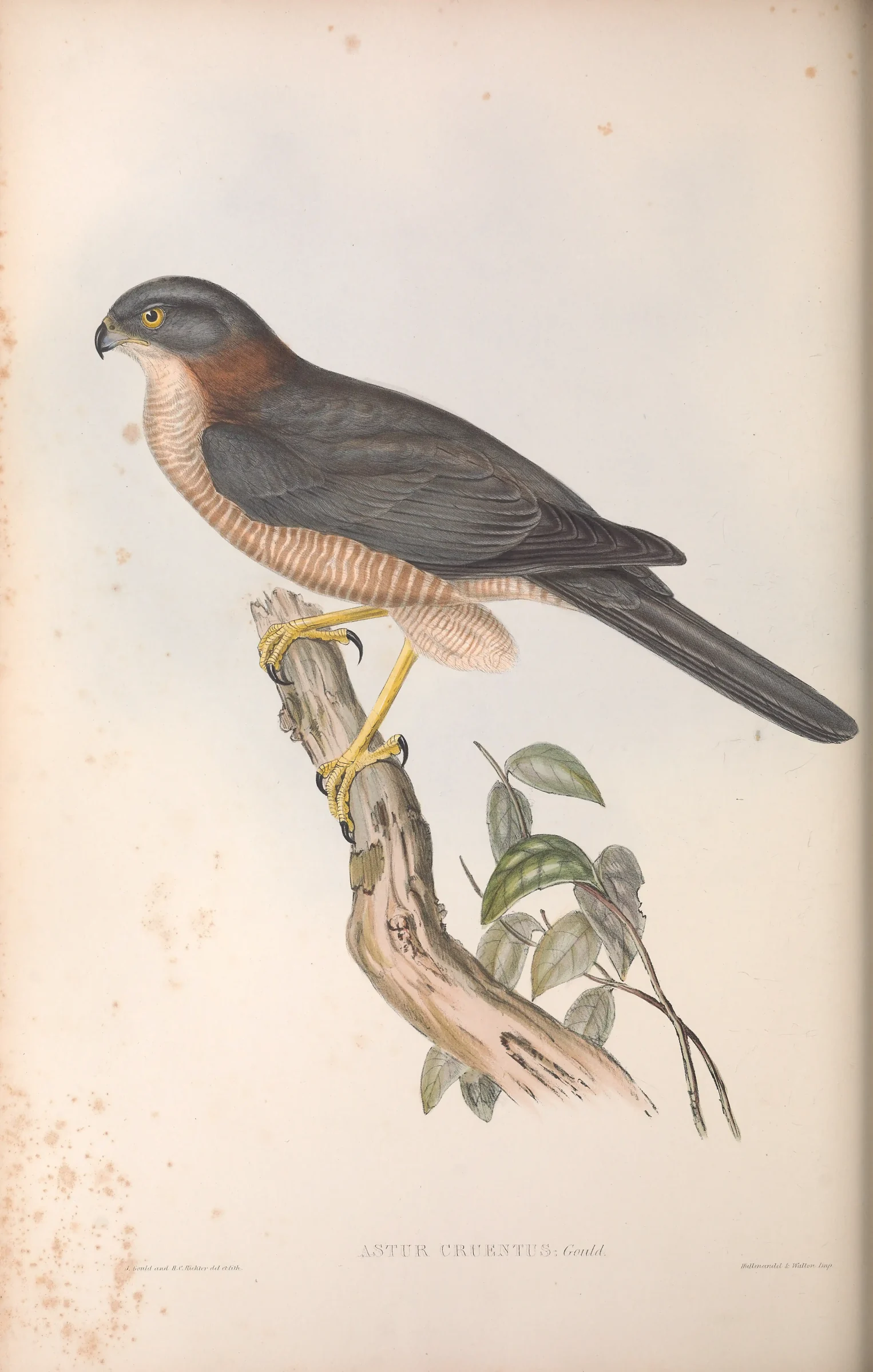 Historical bird plate: Brown Goshawk