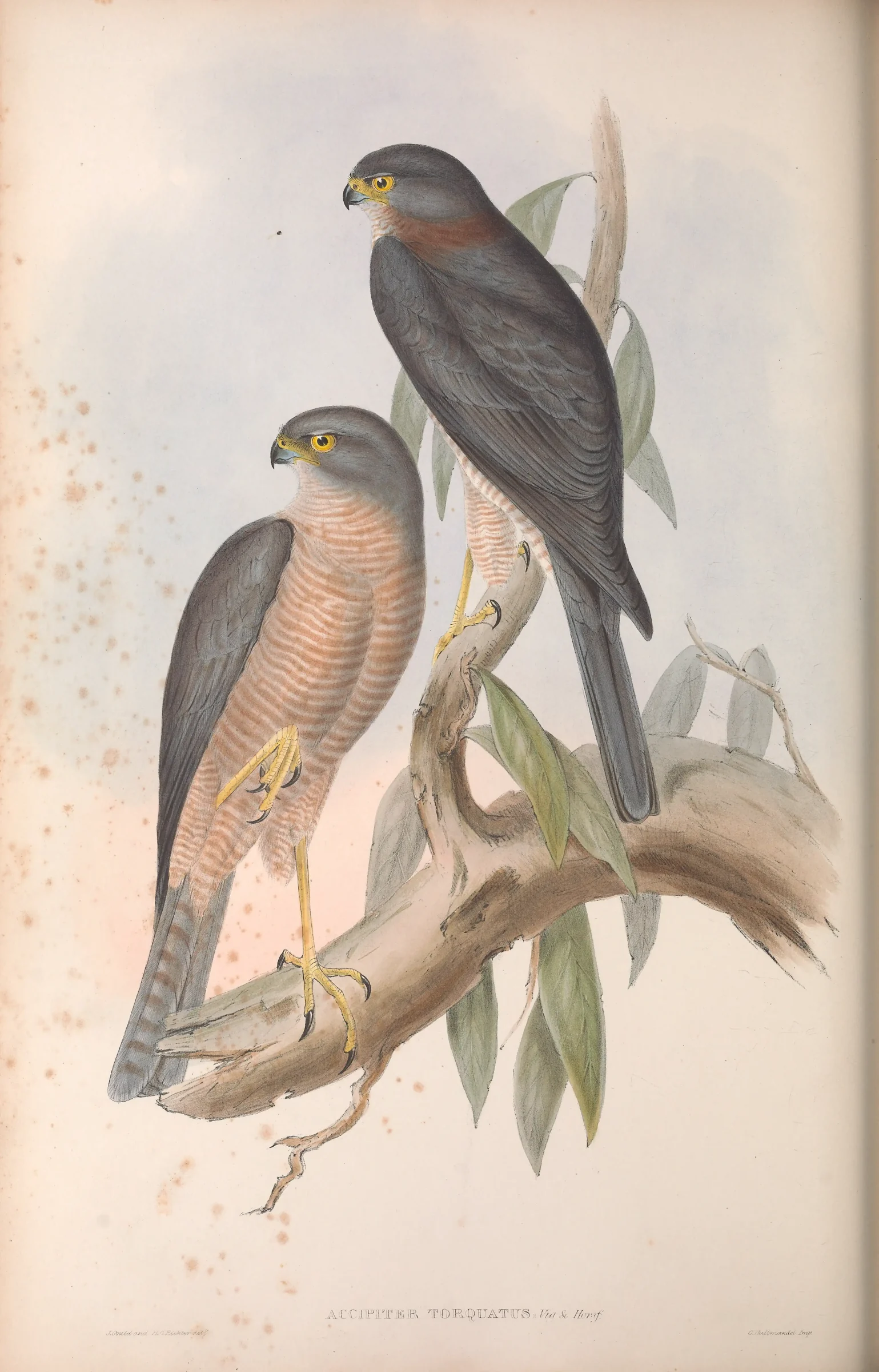 Historical bird plate: Collared Sparrowhawk