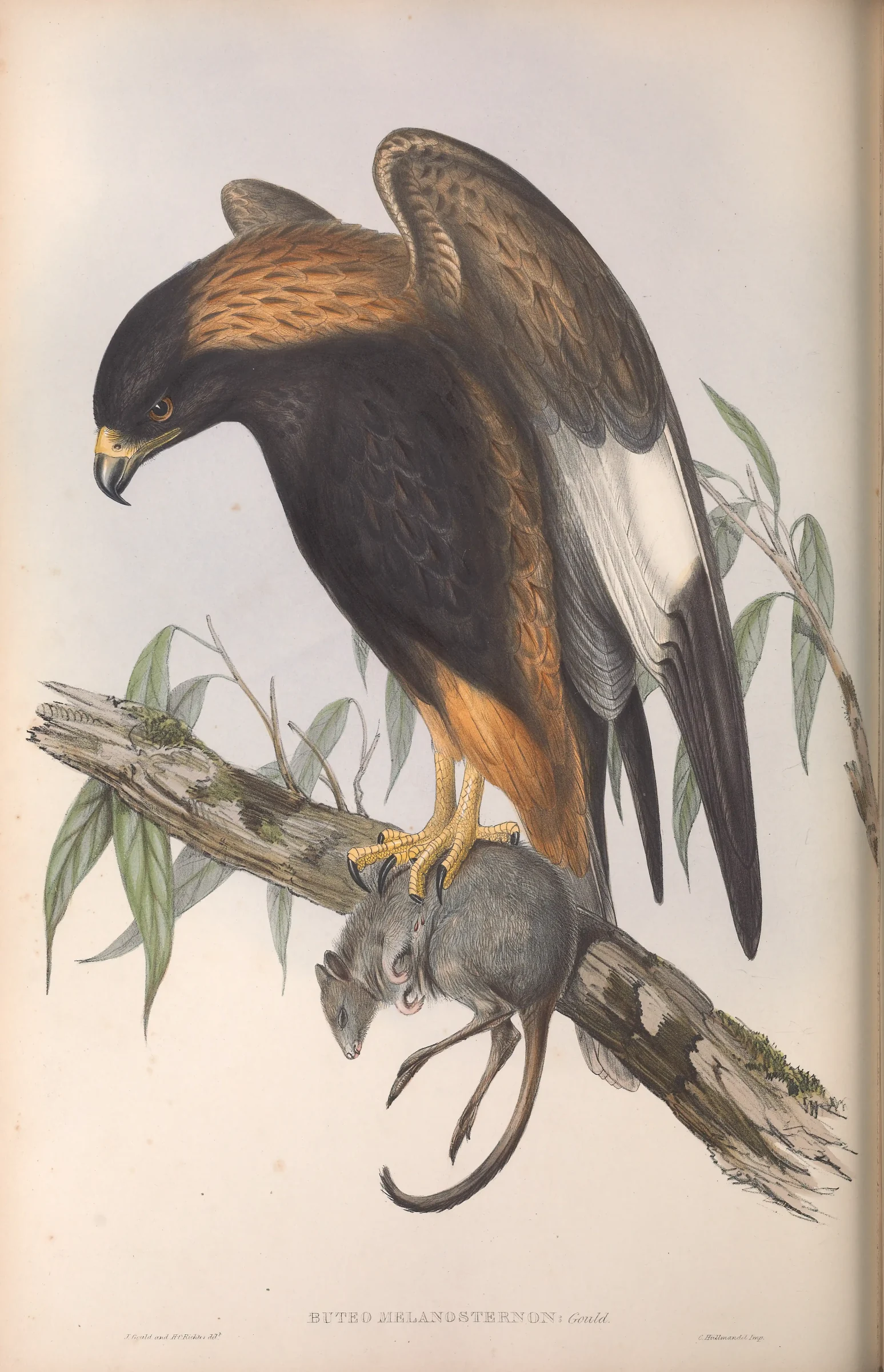 Historical bird plate: Black-breasted Buzzard