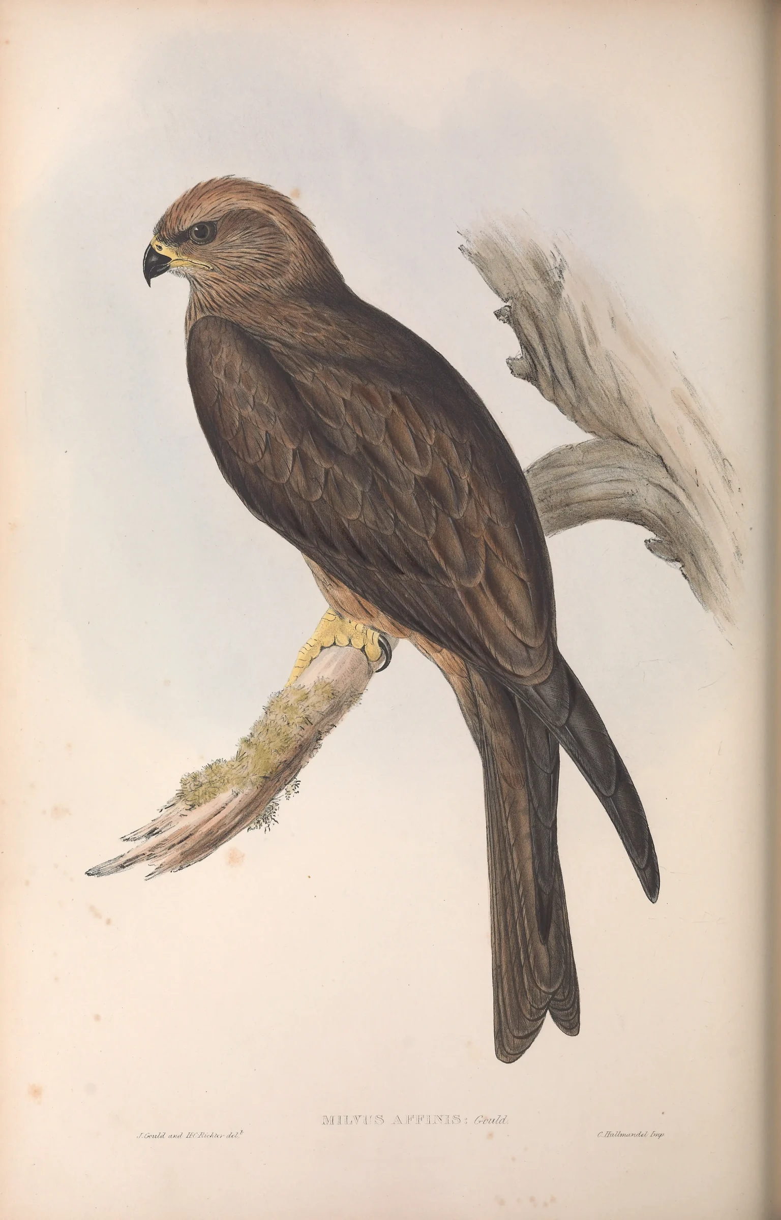 Historical bird plate: Black Kite