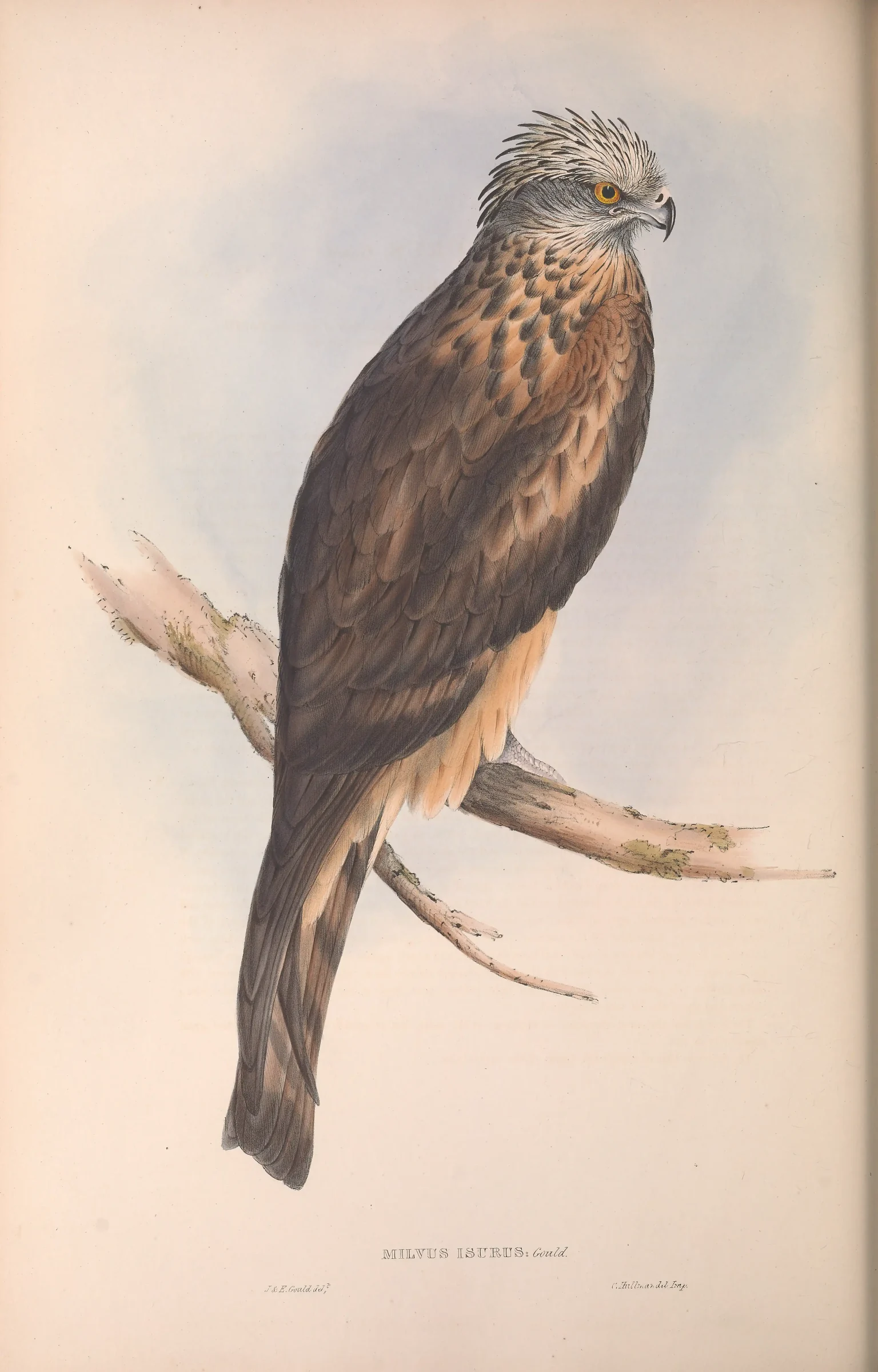 Historical bird plate: Square-tailed Kite