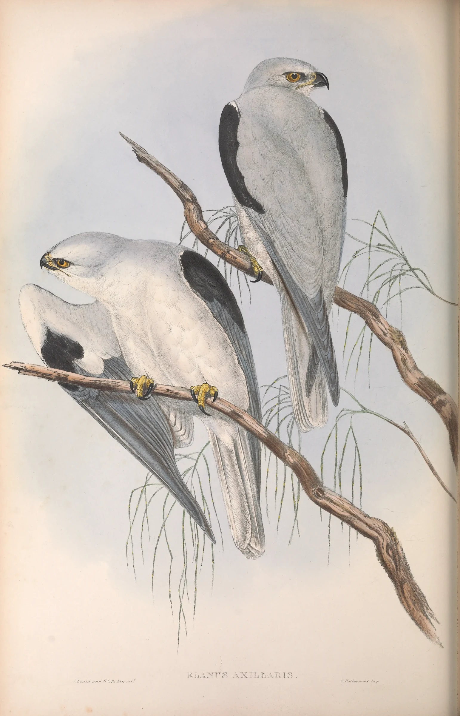 Historical bird plate: Black-shouldered Kite