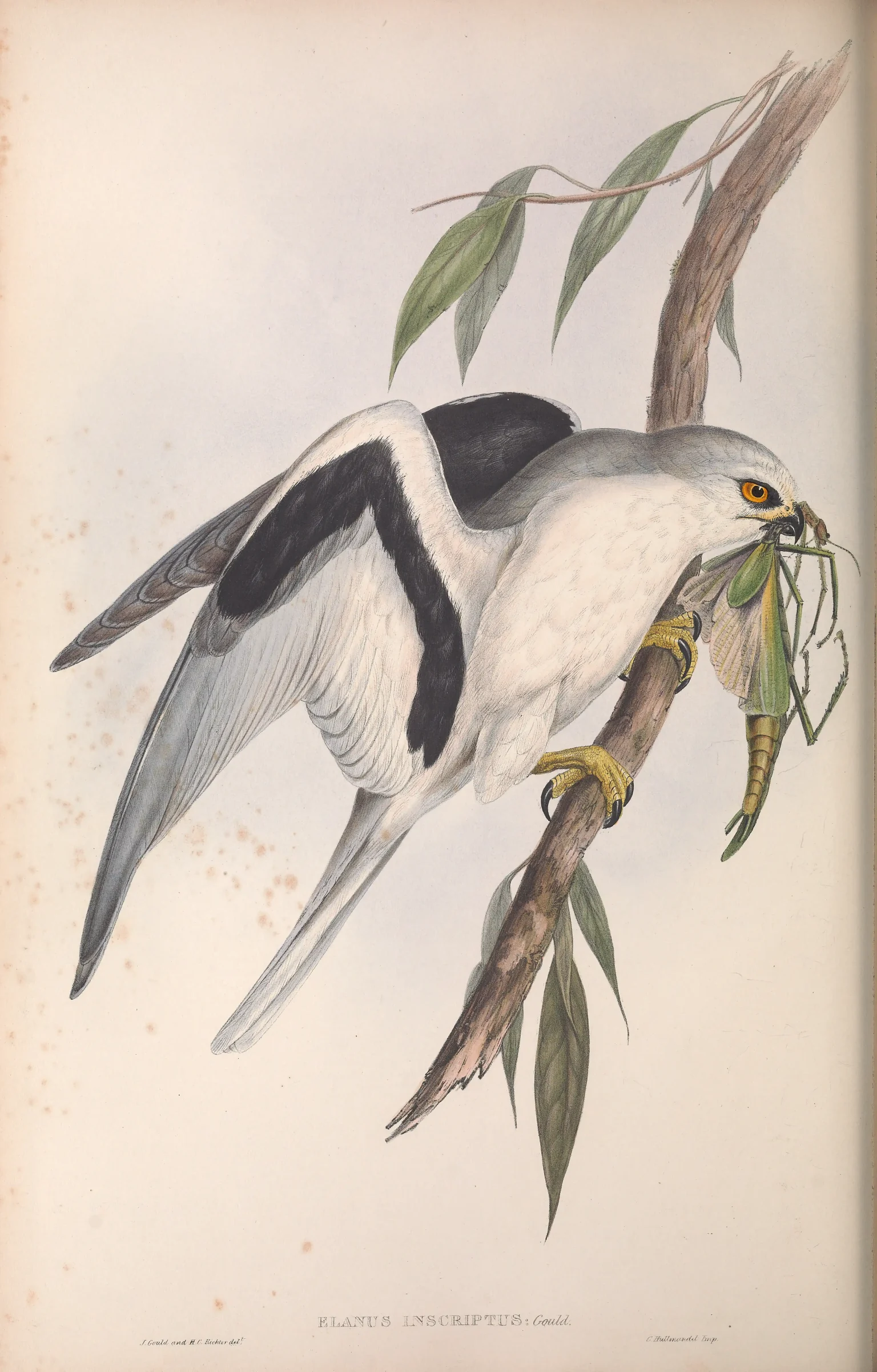 Historical bird plate: Letter-winged Kite
