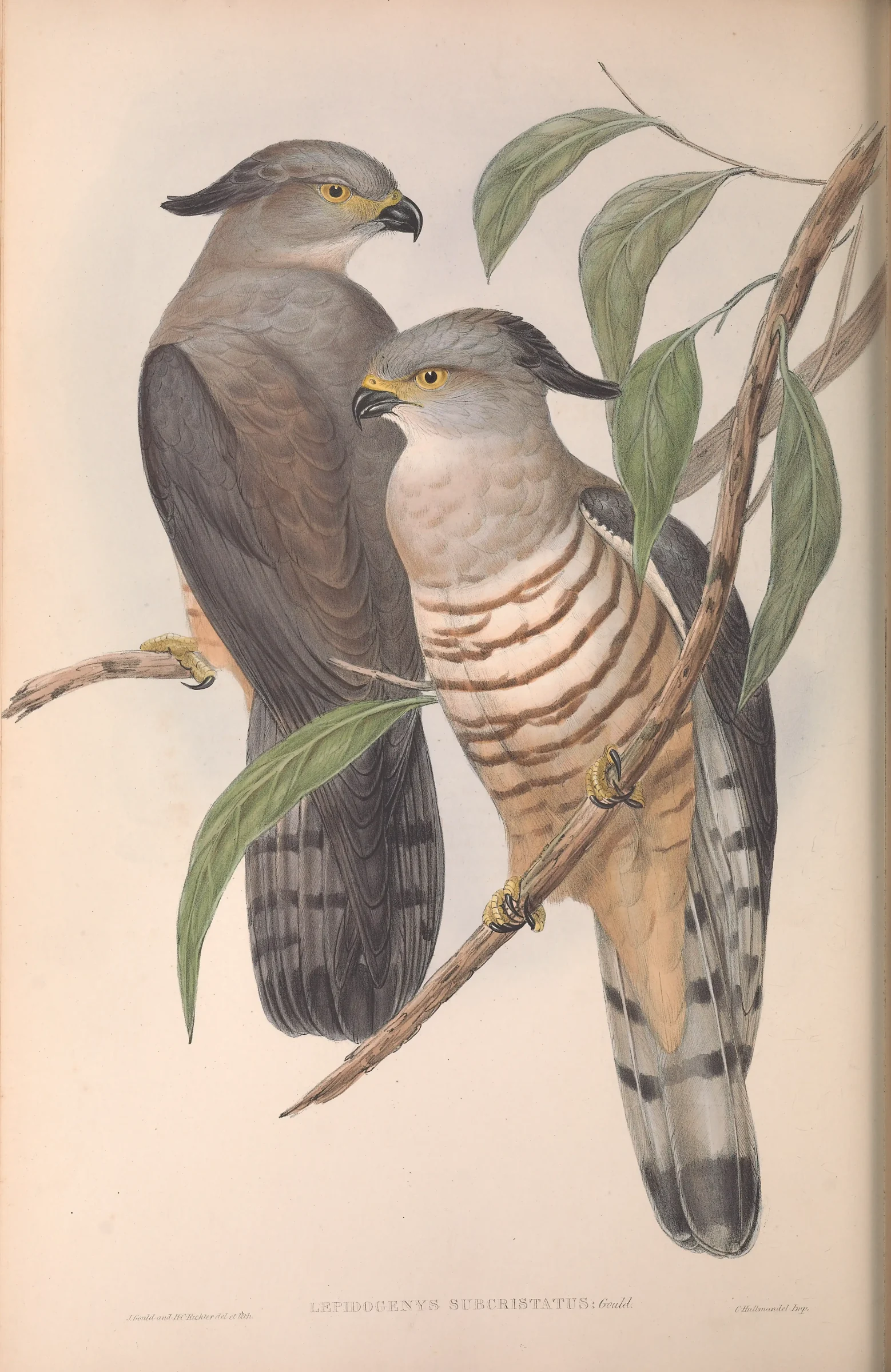 Historical bird plate: Pacific Baza
