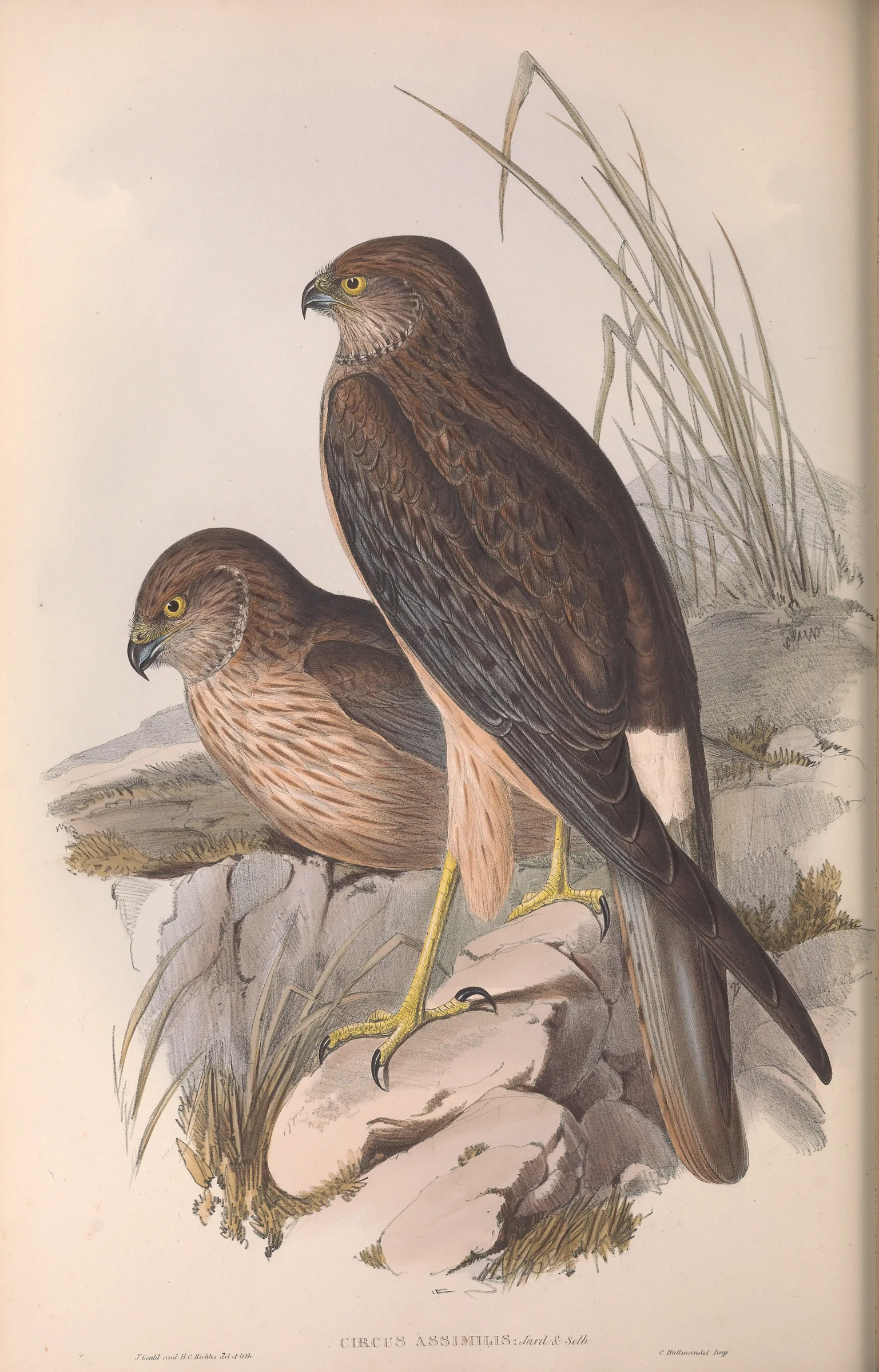 Historical bird plate: Swamp Harrier