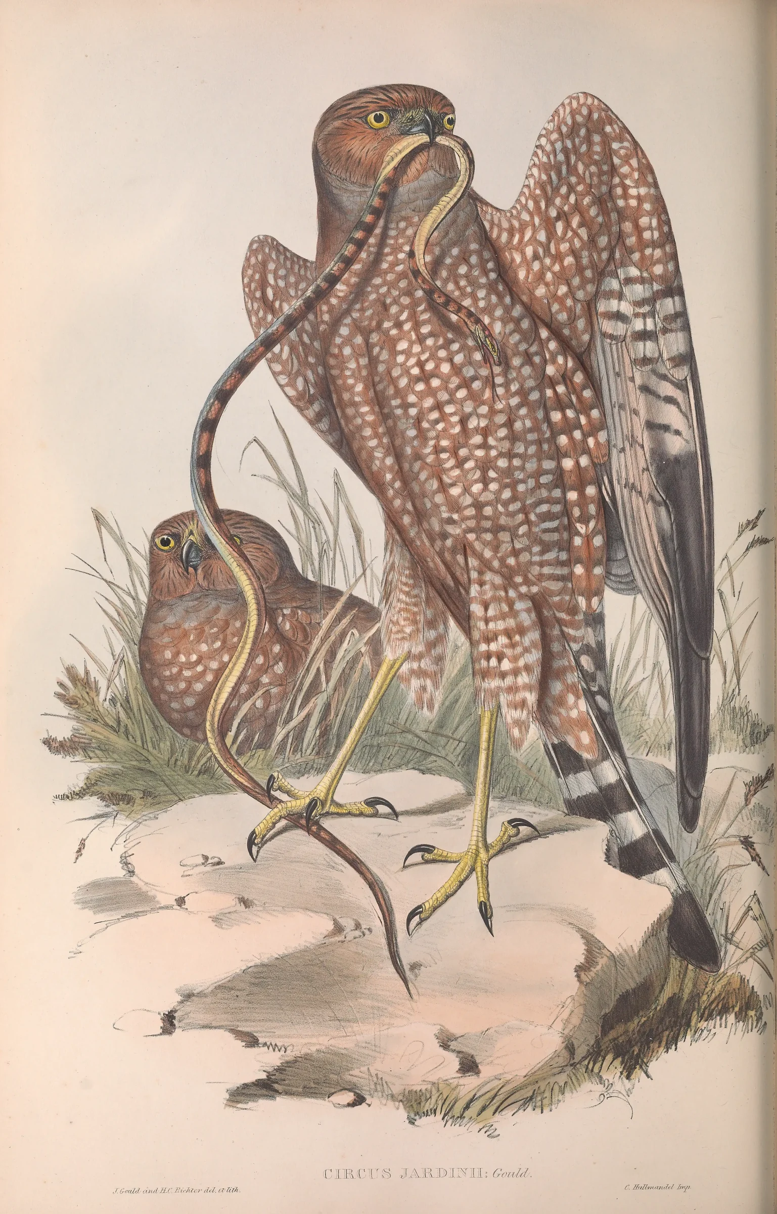 Historical bird plate: Spotted Harrier
